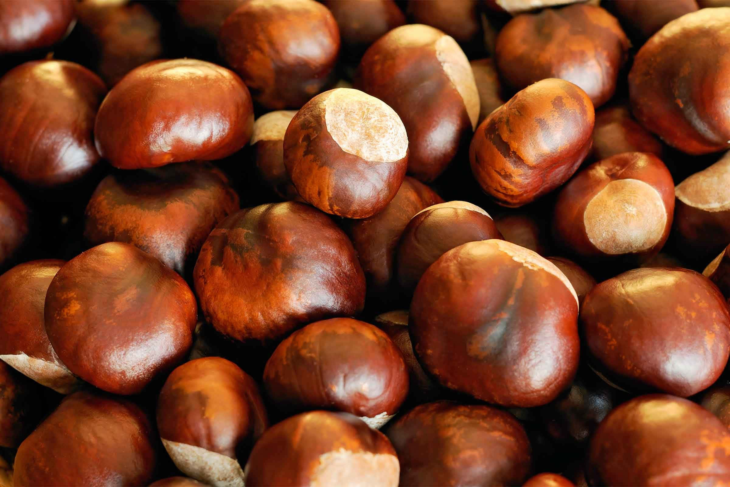 chestnut, glossy brown, pale inner husks, Full HD Desktop Wallpaper