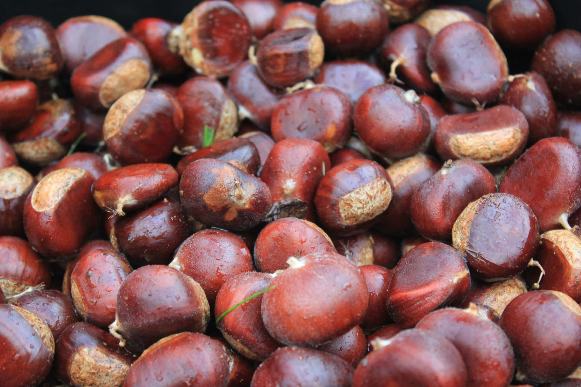 Chestnut, glossy brown, water droplets, Full HD Desktop Wallpaper