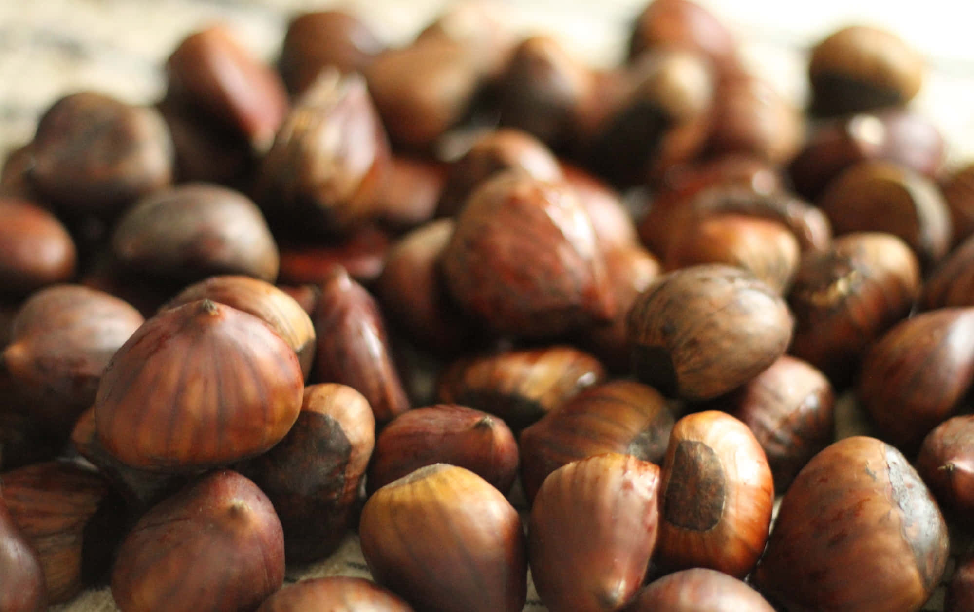Chestnut, glossy brown hazelnuts, bokeh background, Full HD Desktop Wallpaper