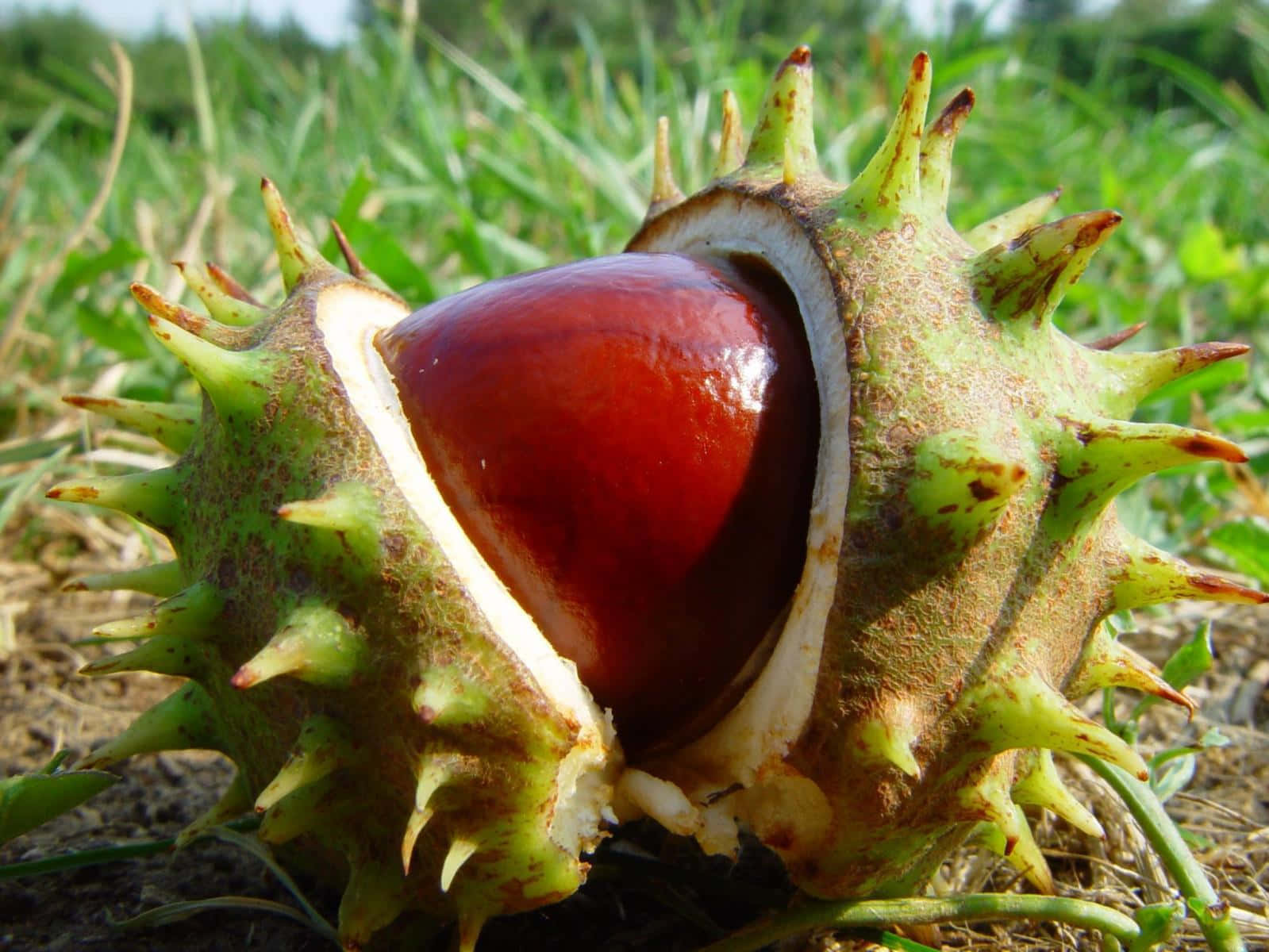 Chestnut Tree, glossy red chestnut, spiky green husk, HD Desktop Wallpaper