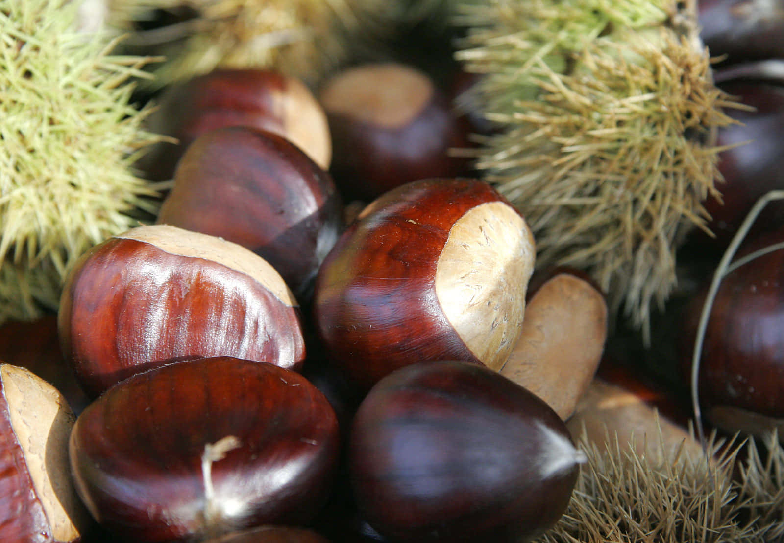 Chestnut, 1600 x 1110, wooden surface, HD Desktop Wallpaper