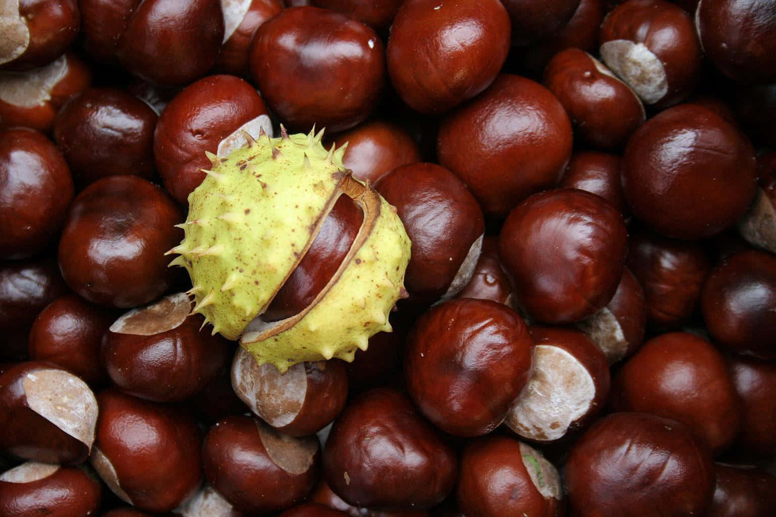 Chestnut, glossy brown, spiky green husk, HD Desktop Wallpaper