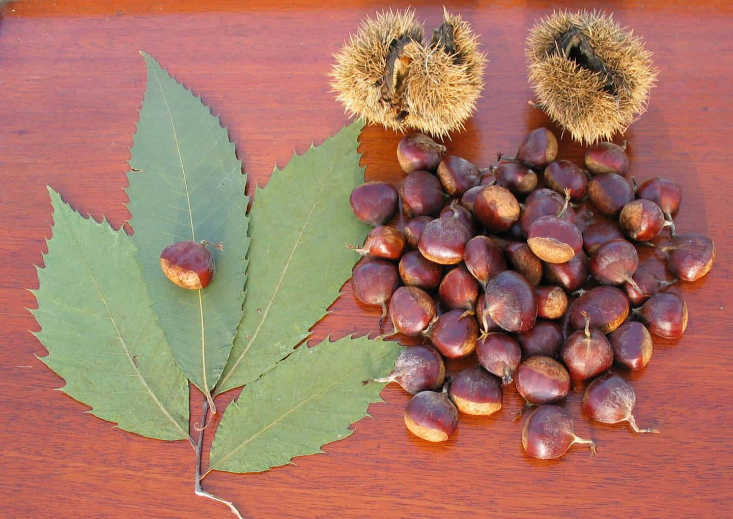 Chestnut, shiny chestnuts, spiky husks, HD Desktop Wallpaper