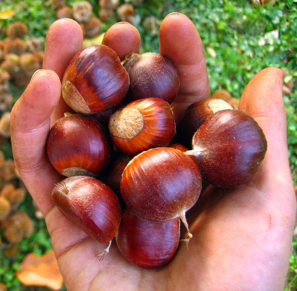 Chestnut, glossy brown, green foliage, SD Desktop Wallpaper