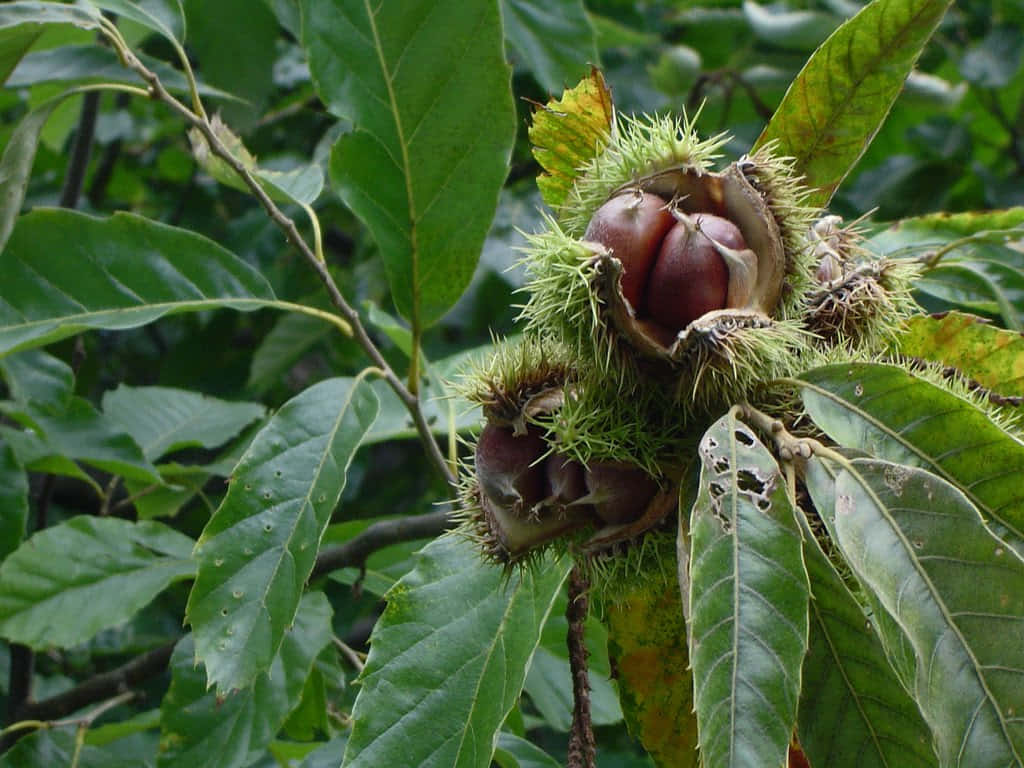 Chestnut Tree, spiky green husks, lush green leaves, SD Desktop Wallpaper