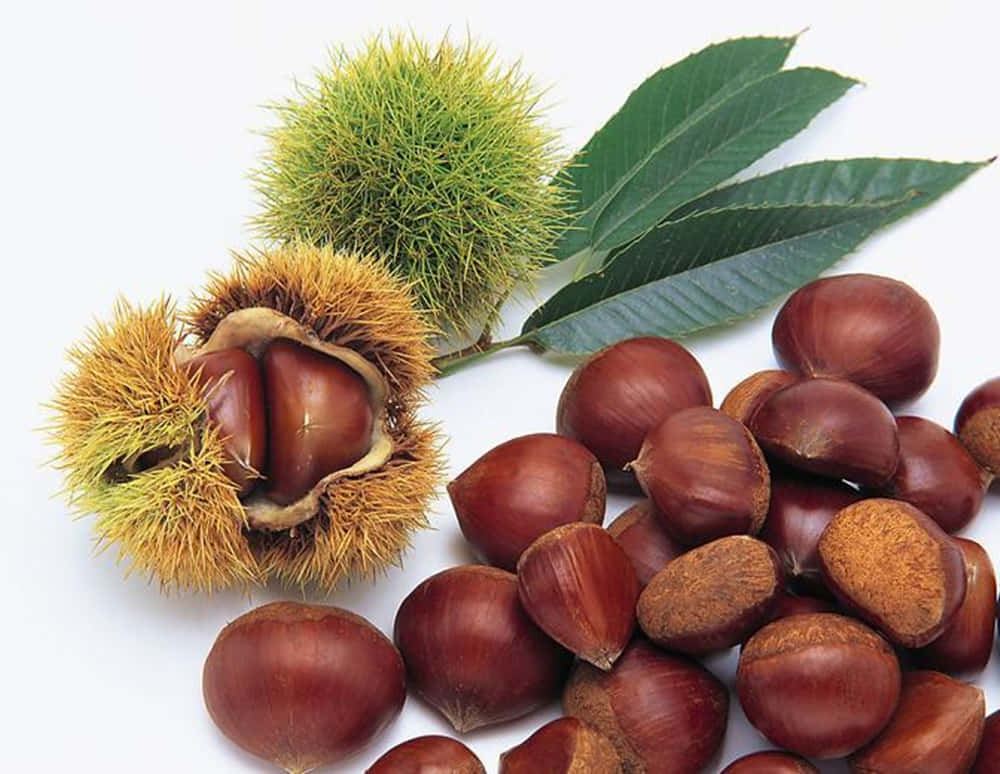 Chestnut Tree, autumn, spiky green and brown burrs, SD Desktop Wallpaper