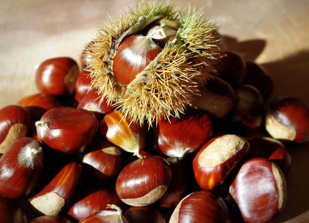 chestnut, glossy brown, spiky husk, SD Desktop Wallpaper