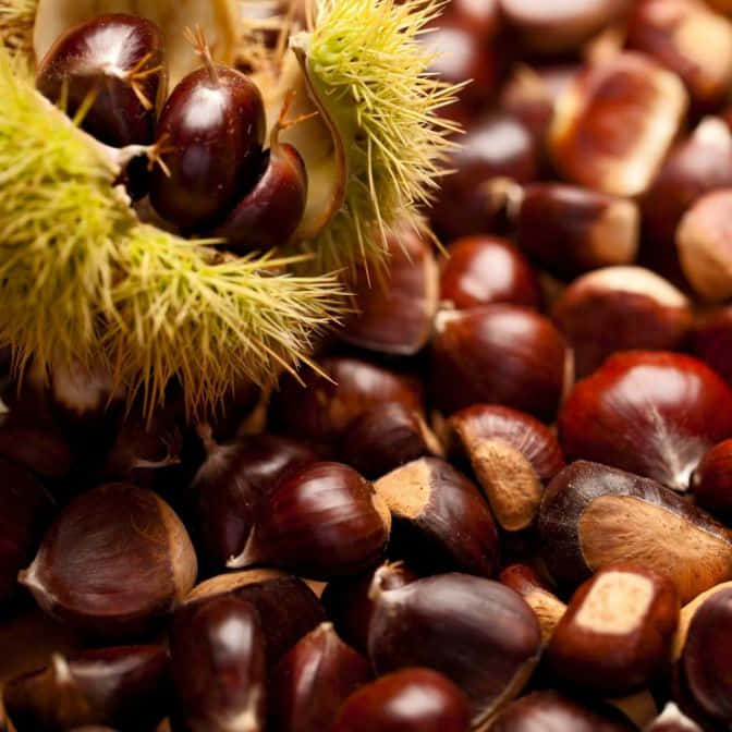 chestnuts, spiky green burr, wooden surface, SD Desktop Wallpaper