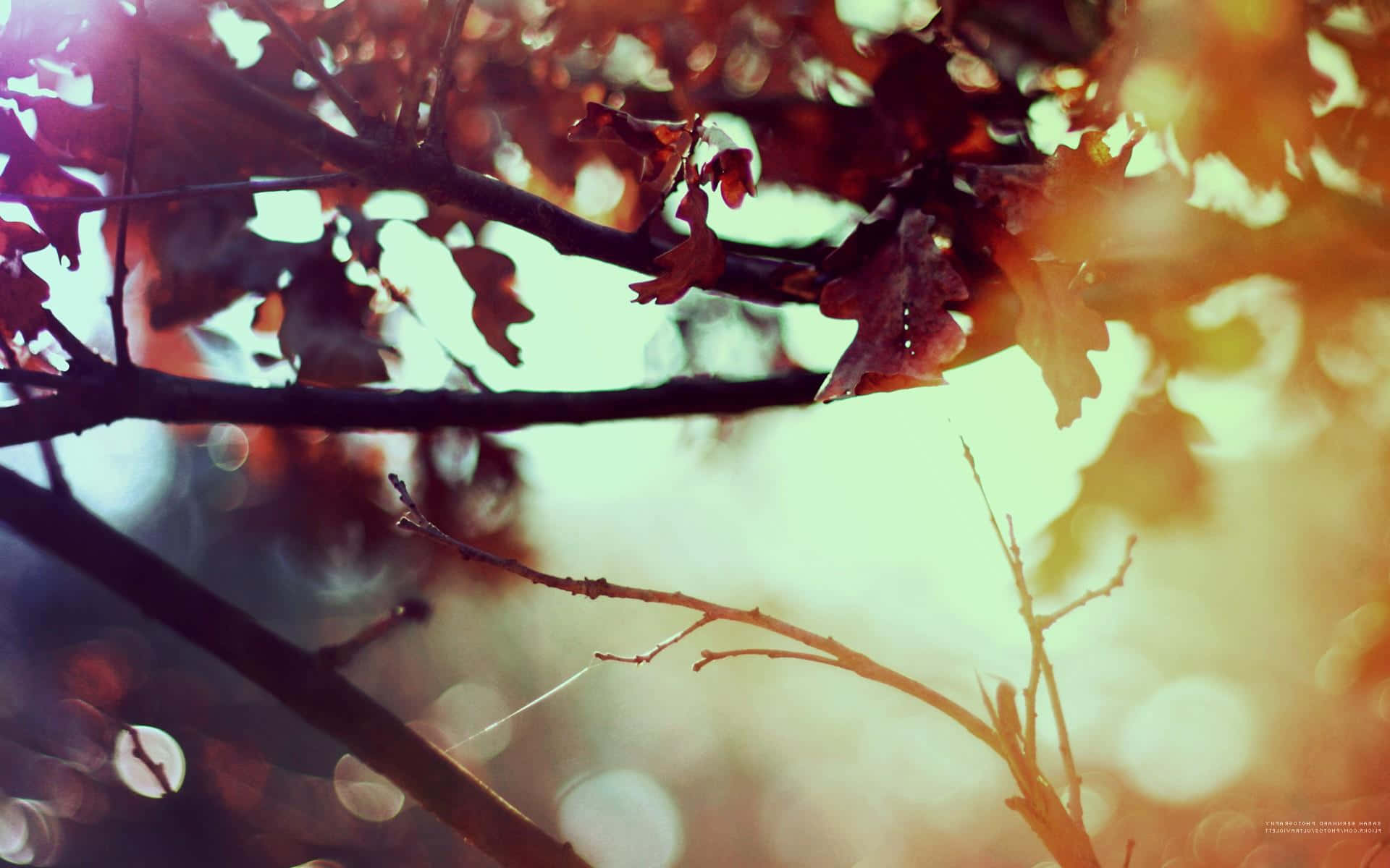 Chic Desktop, 1920 x 1200, sunlight, Full HD Desktop Wallpaper