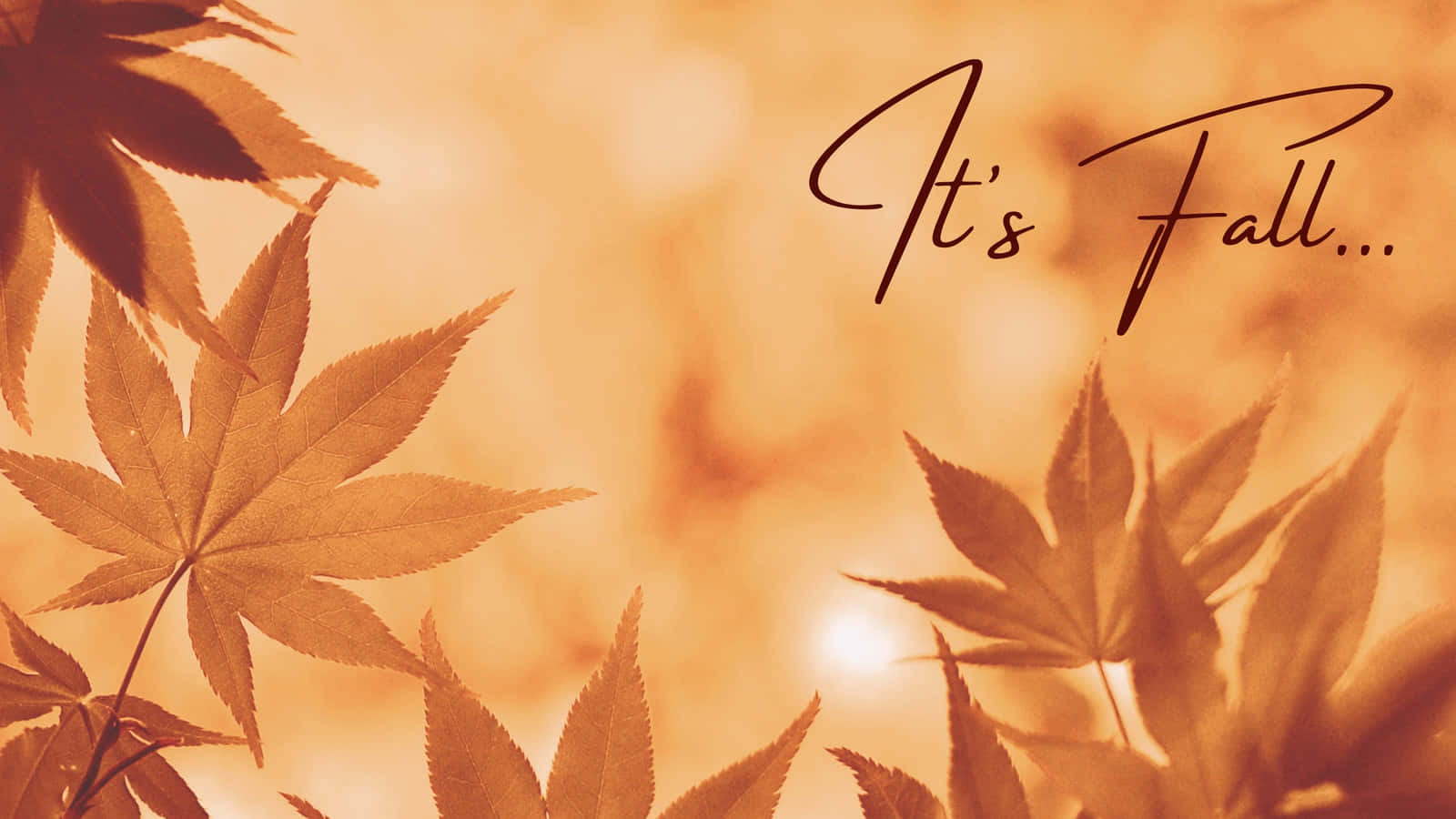 Golden maple leaves, warm bokeh background, elegant cursive text, HD Desktop Wallpaper