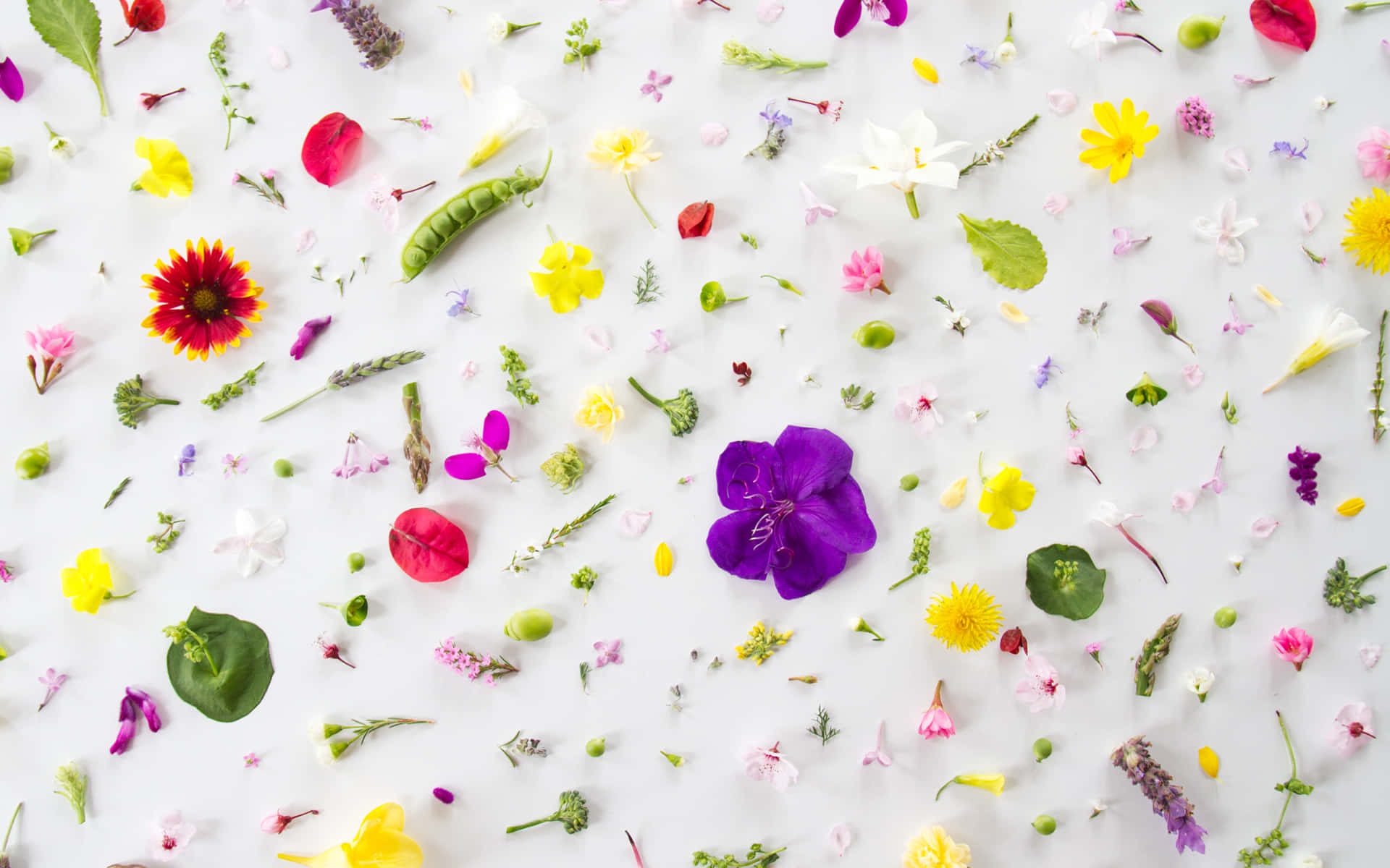 Chic Desktop, modern accessories, vibrant flat lay, Full HD Desktop Wallpaper