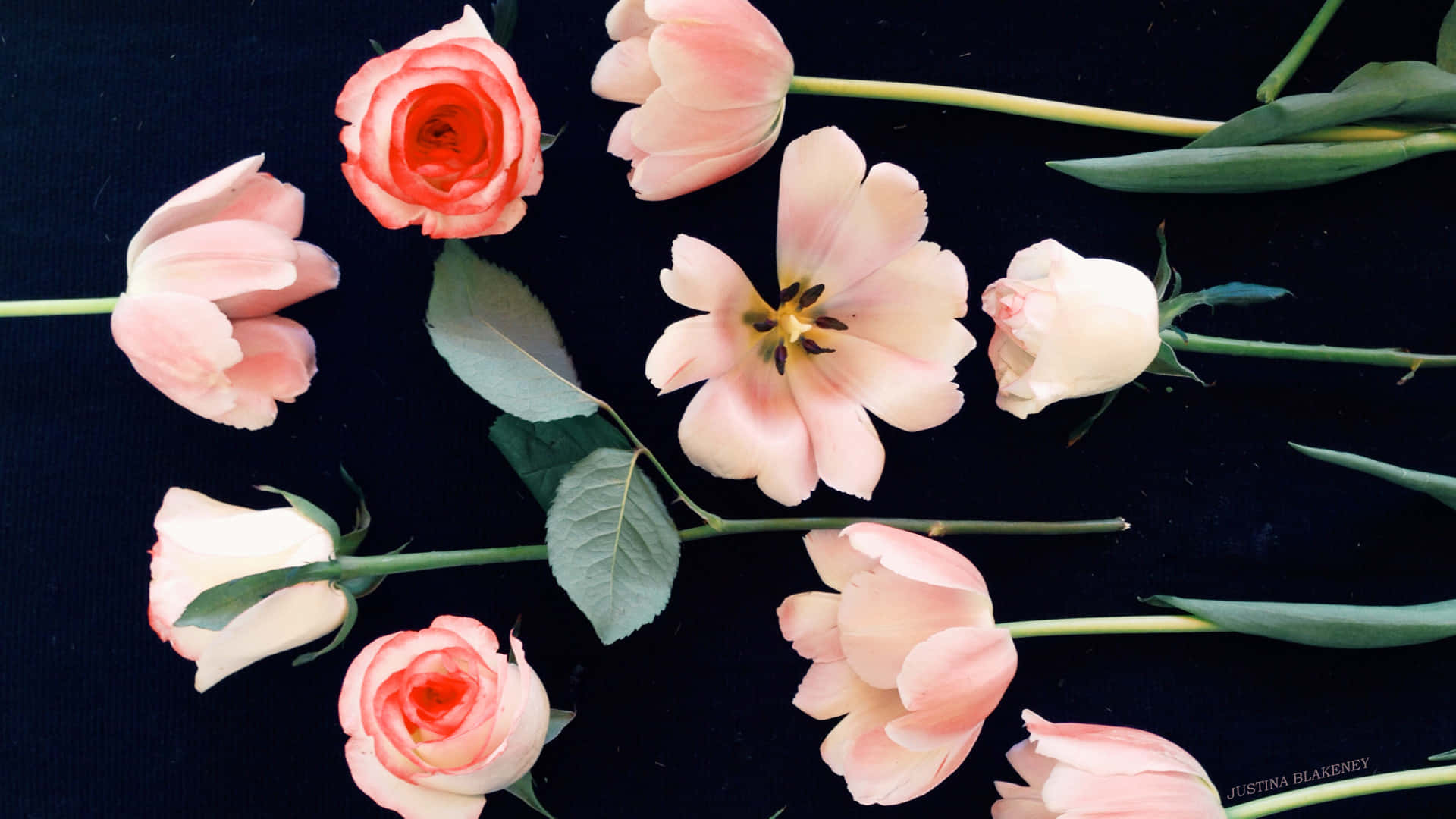 pink flowers, black surface, soft pink, Full HD Desktop Wallpaper