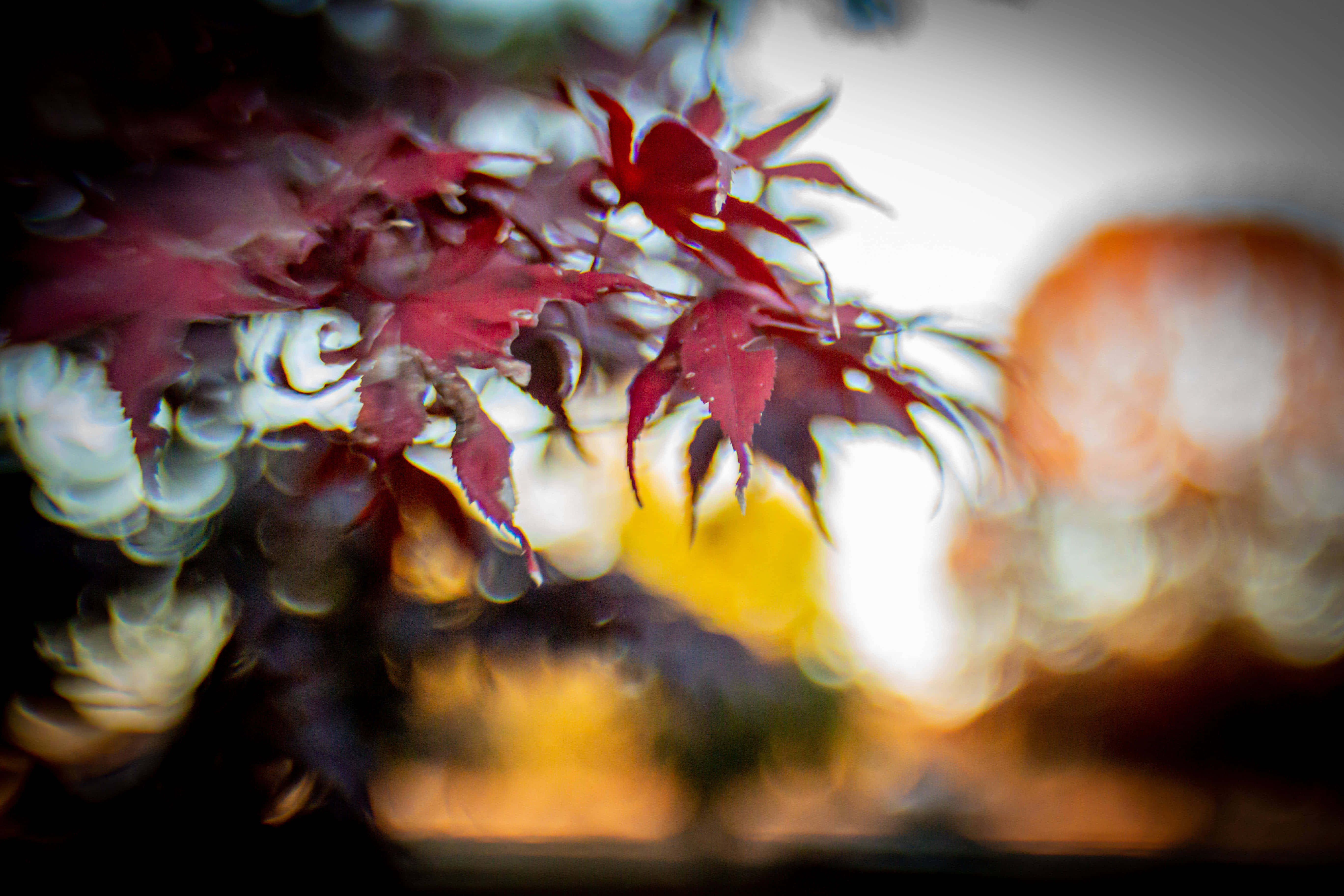 chic desktop, red maple leaves, bokeh background, 5K Desktop Wallpaper