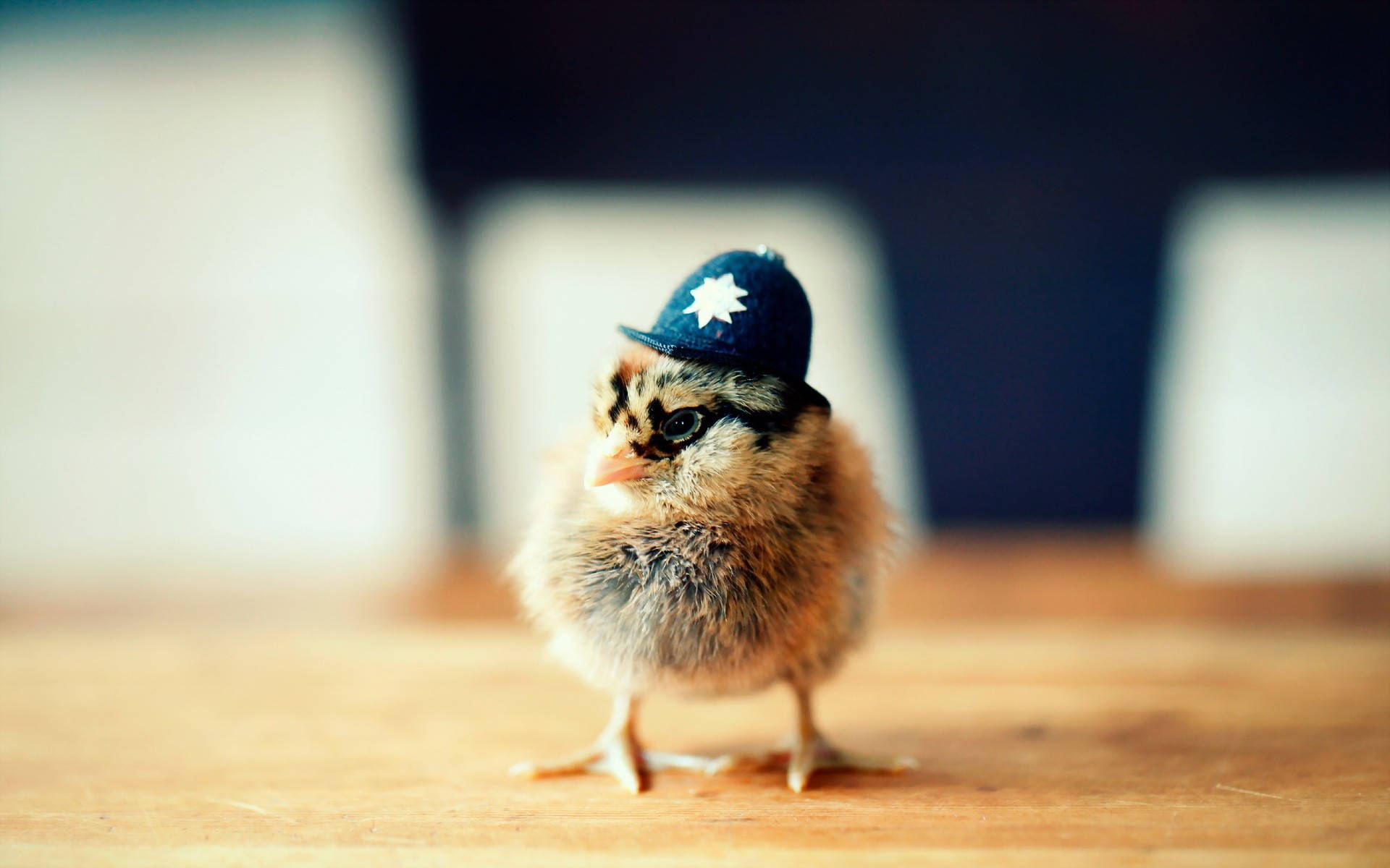 Chick Hat, tiny fluffy chick, miniature blue police cap, Full HD Desktop Wallpaper