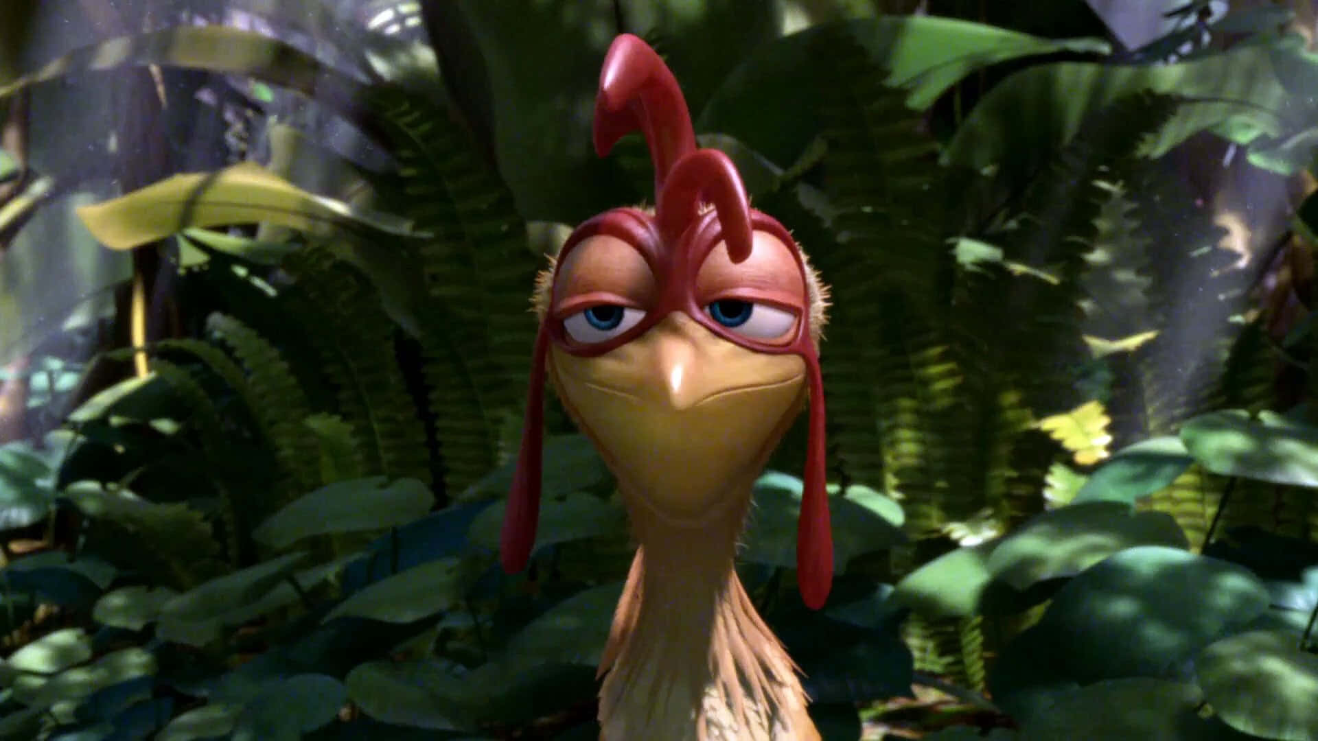 Chicken Joe, red comb, wattles, Full HD Desktop Wallpaper