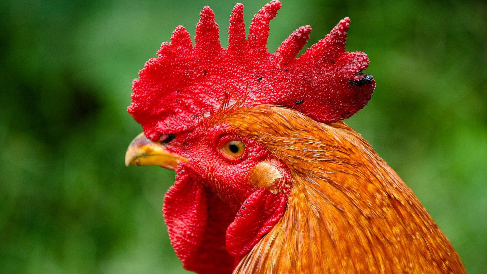 rooster, vibrant red comb, golden-brown feathers, Full HD Desktop Wallpaper