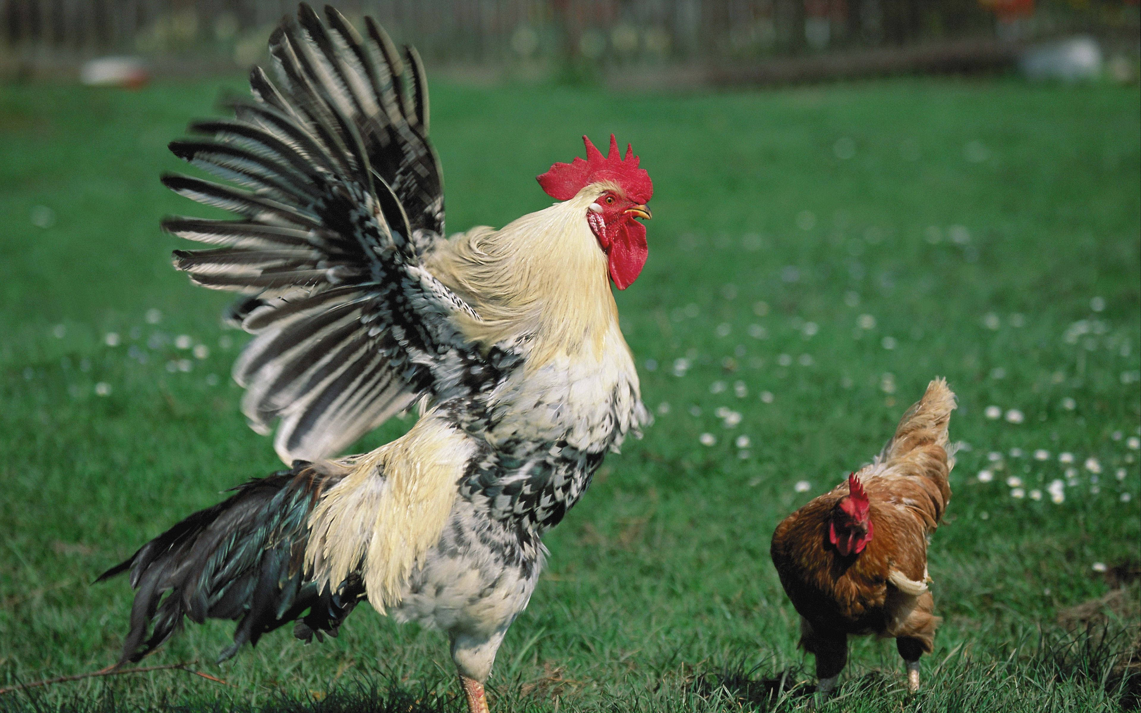white rooster, red comb, sunlit grassy field, 4K Desktop Wallpaper
