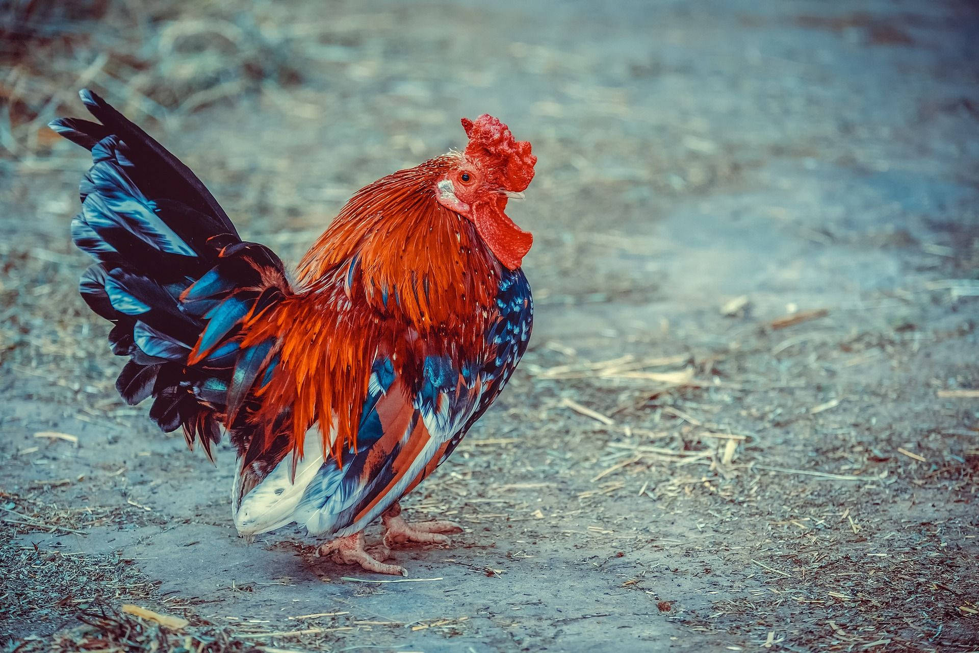 fat red and black rooster, fiery orange feathers, iridescent blue feathers, Full HD Desktop Wallpaper