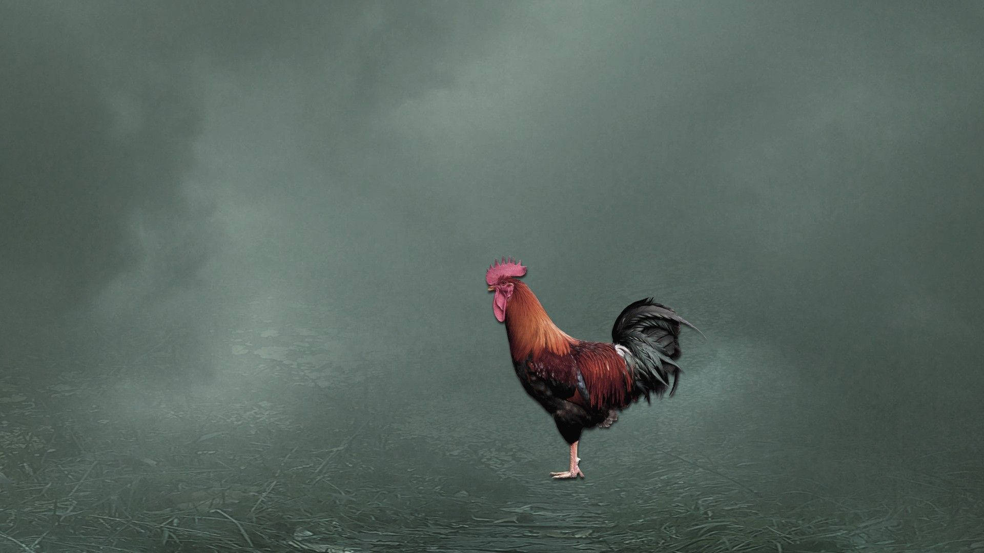 rooster, smoky barnyard, fiery red feathers, Full HD Desktop Wallpaper