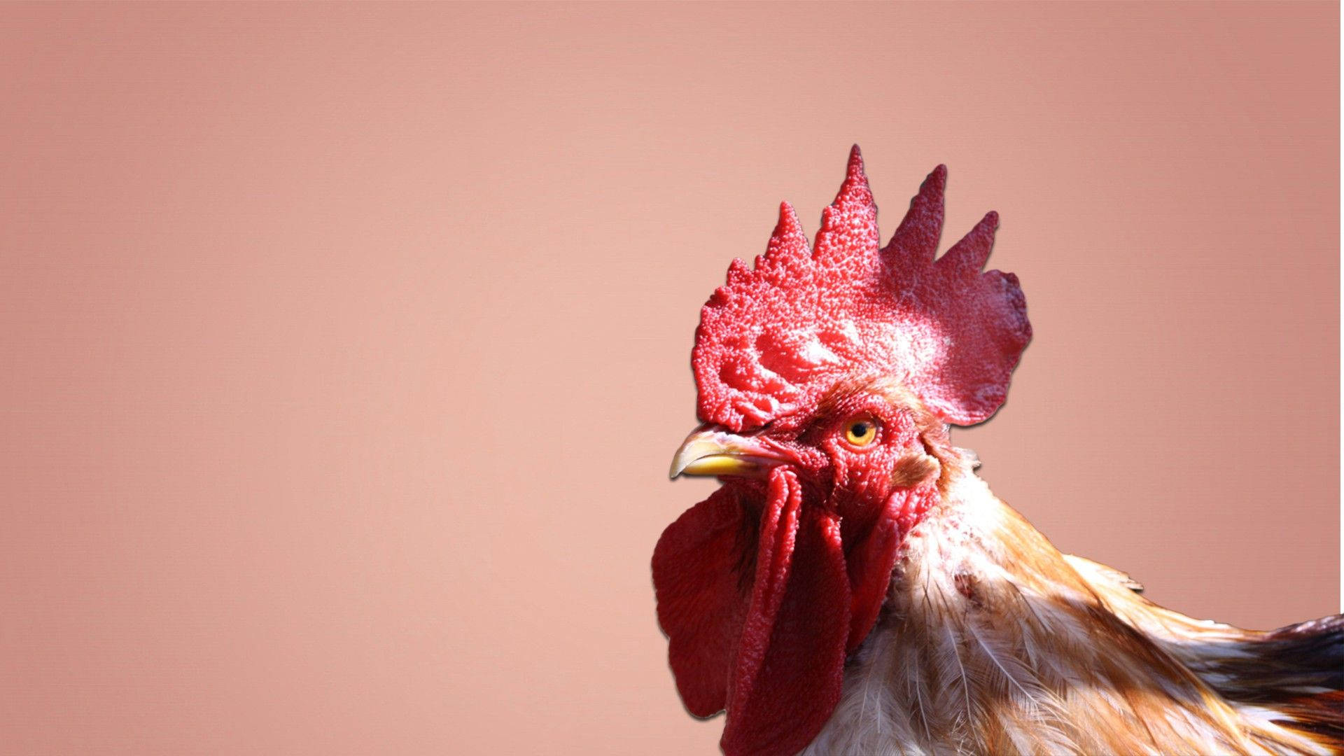 white rooster, vibrant red comb, wattle, Full HD Desktop Wallpaper