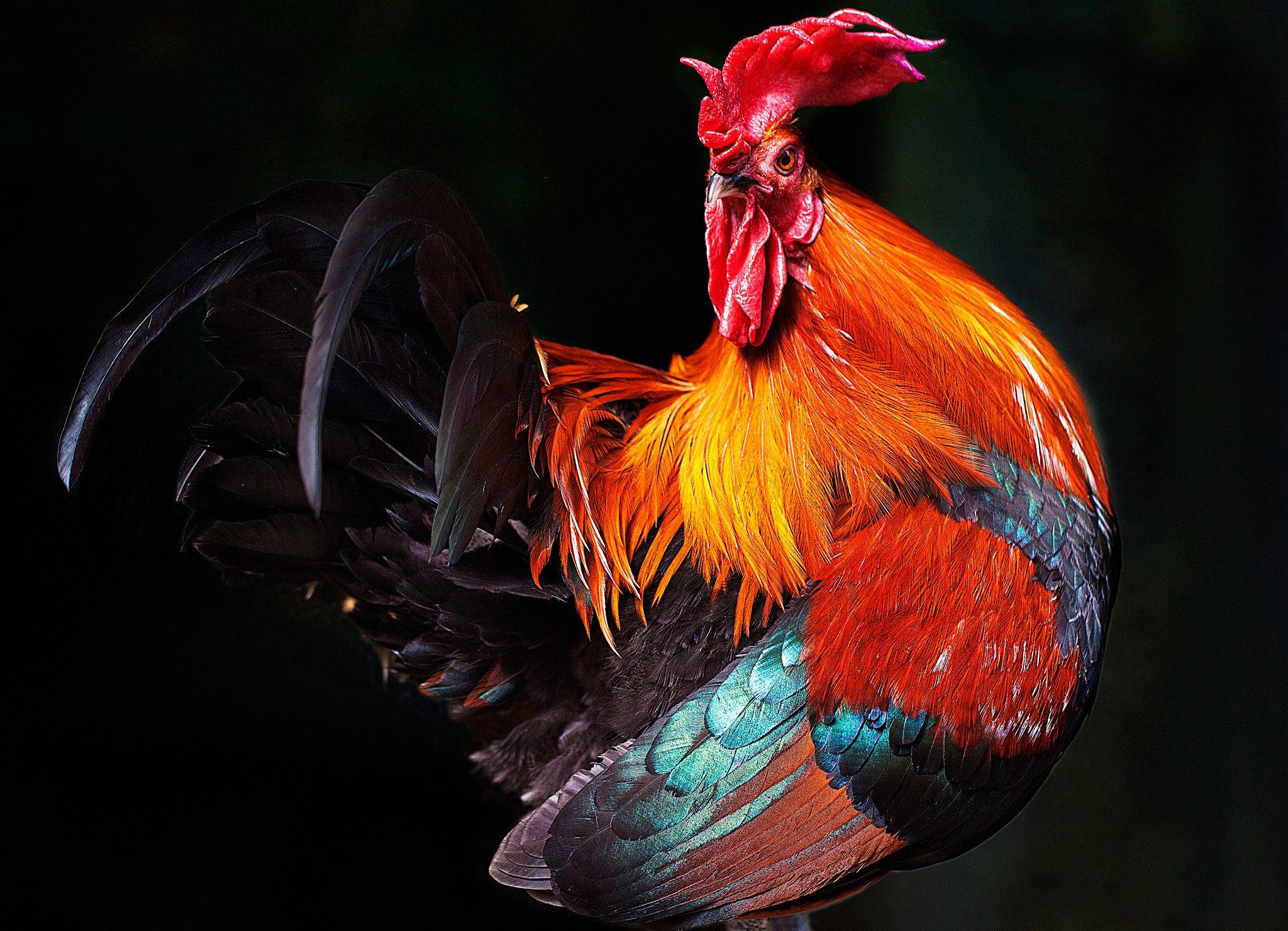 red rooster, fiery orange chest, iridescent teal wings, Full HD Desktop Wallpaper