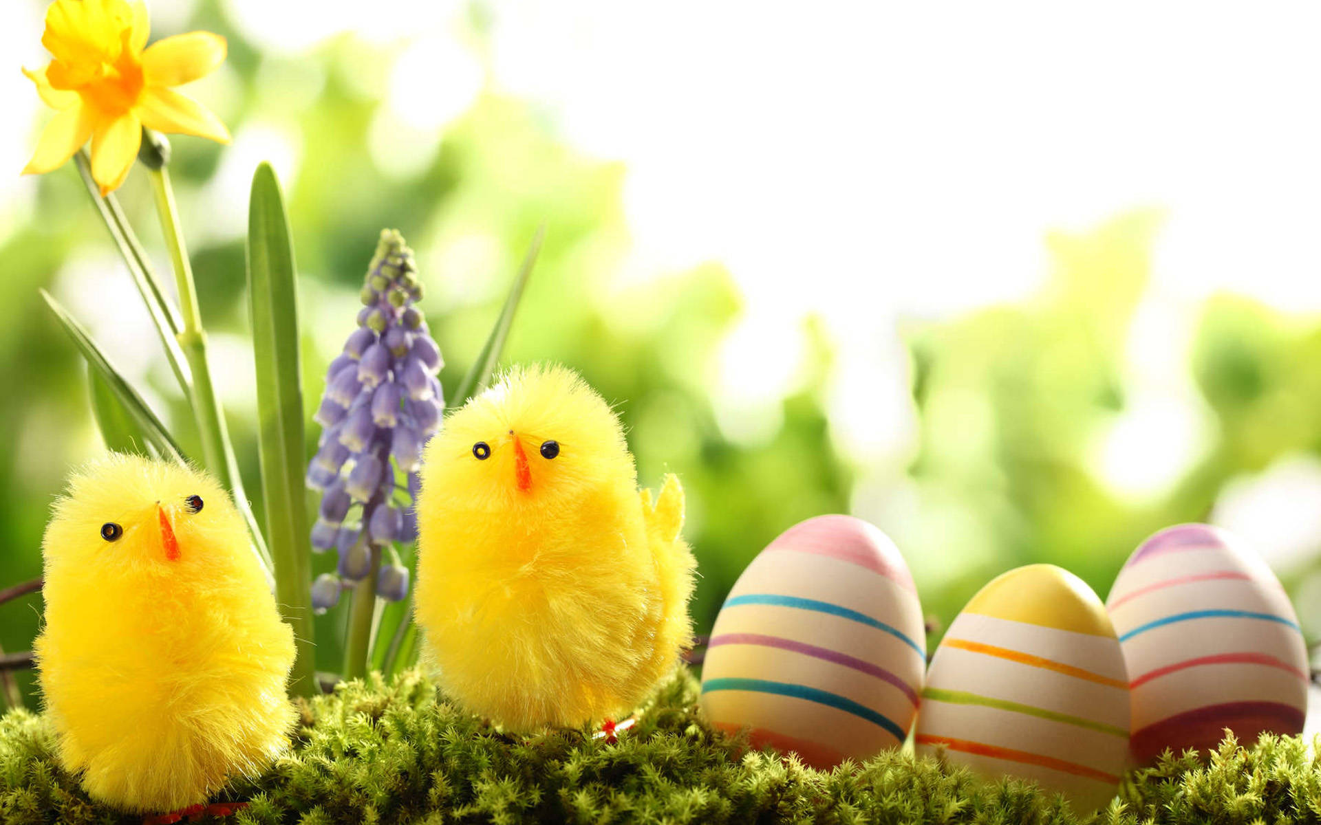 Easter, cute chicks, colorful striped eggs, Full HD Desktop Wallpaper