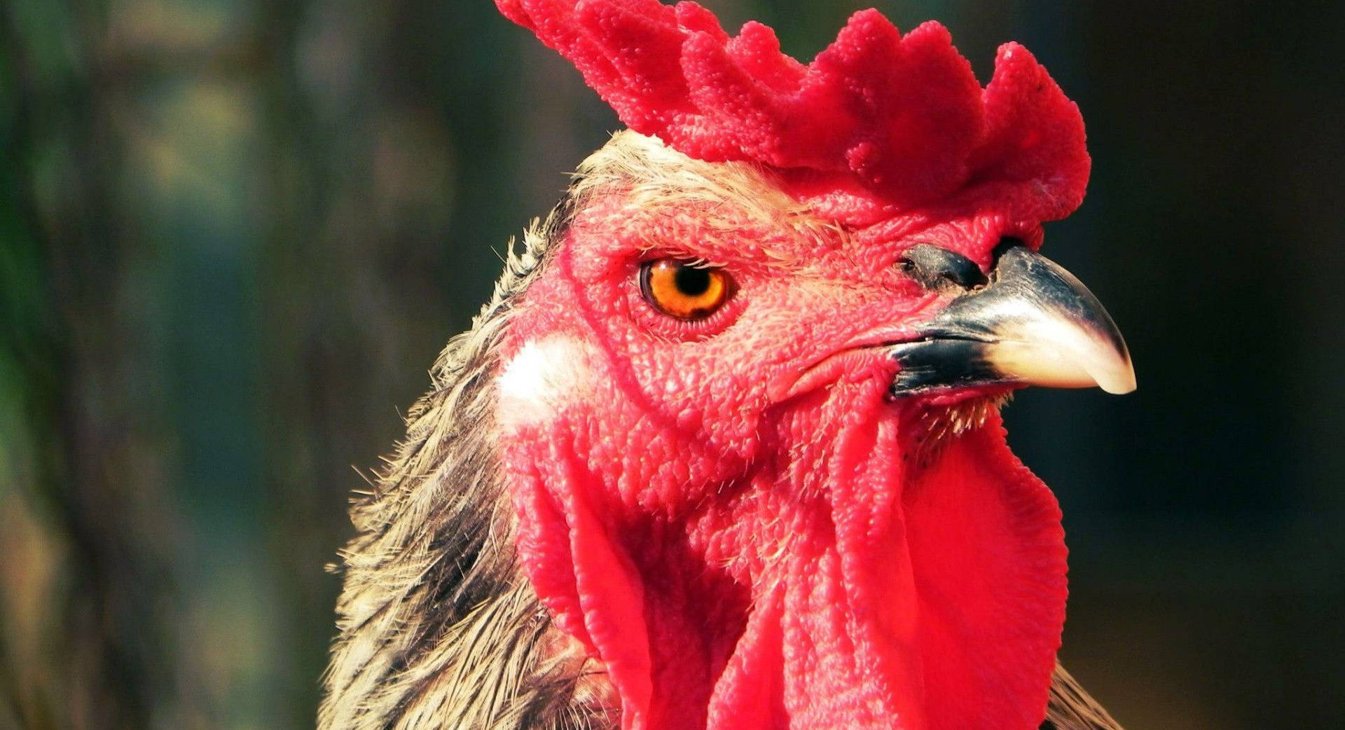 angry red rooster, vibrant red comb, intense orange eye, Full HD Desktop Wallpaper