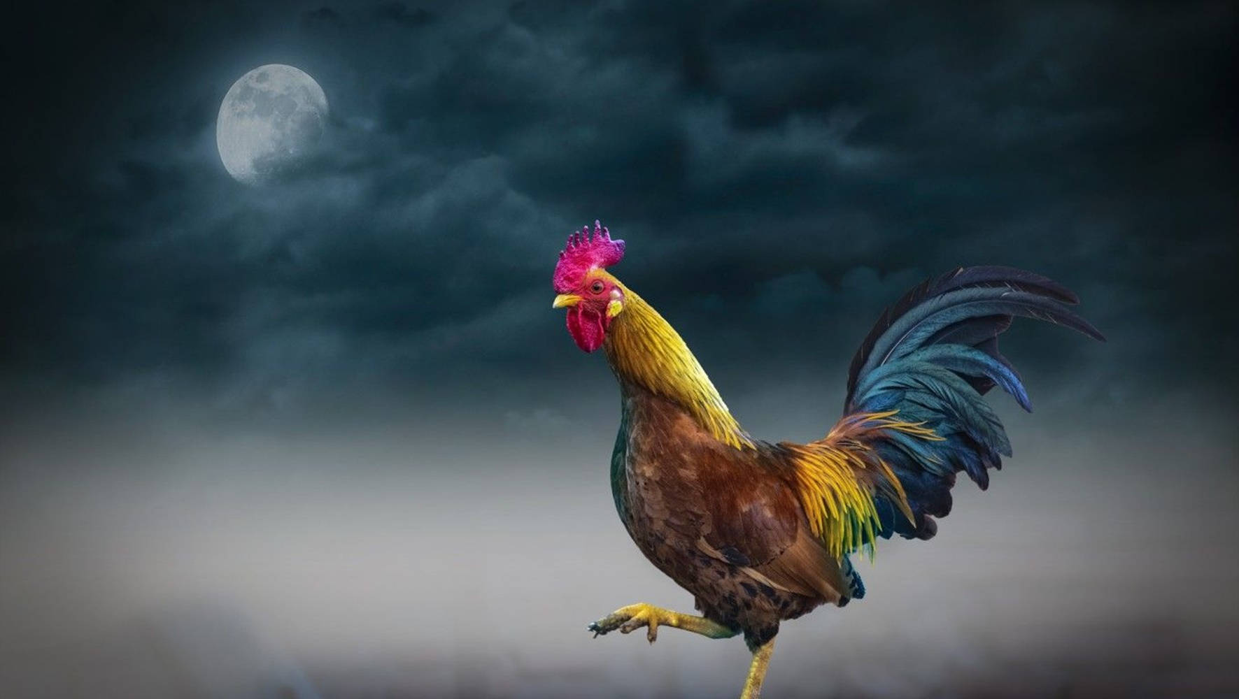 rooster, cloudy full moon, moody night sky, HD Desktop Wallpaper