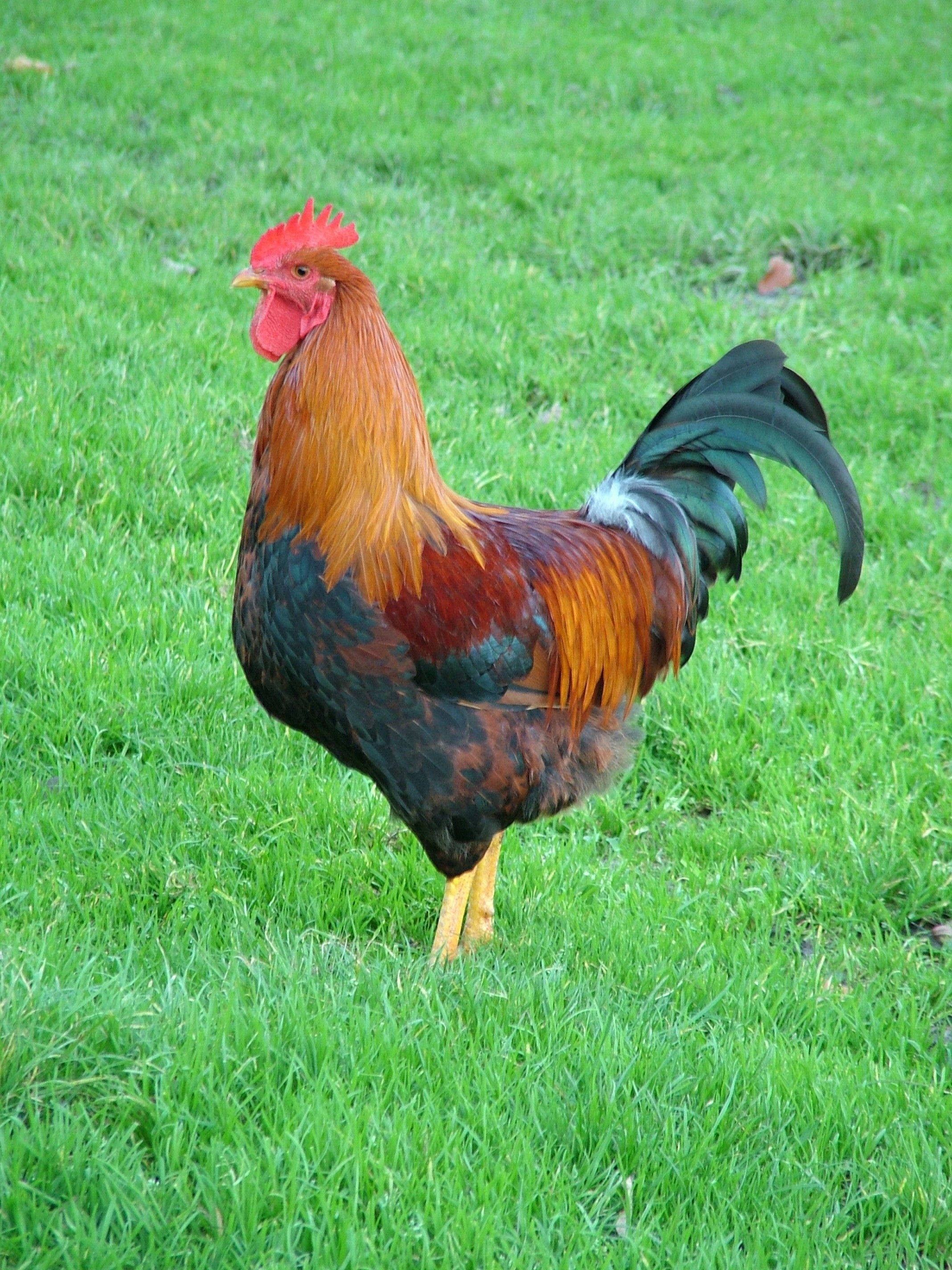 fighter rooster, red comb, golden feathers, 2K Phone Wallpaper