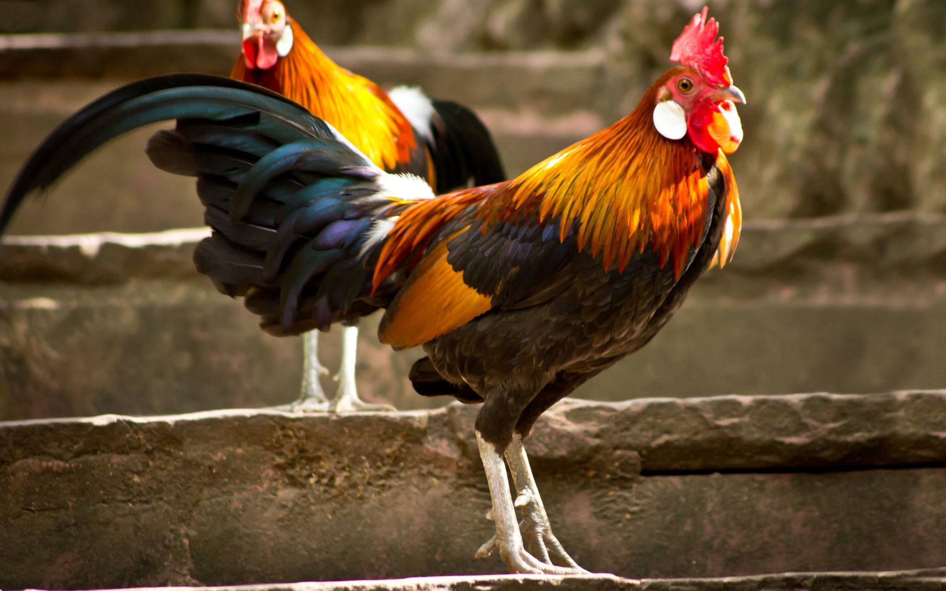 rooster, concrete staircase, iridescent blue tail, Full HD Desktop Wallpaper