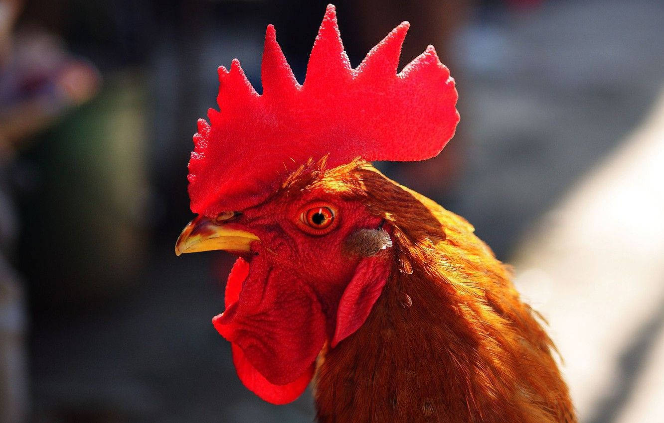 bright red comb, rooster, vibrant red comb, HD Desktop Wallpaper