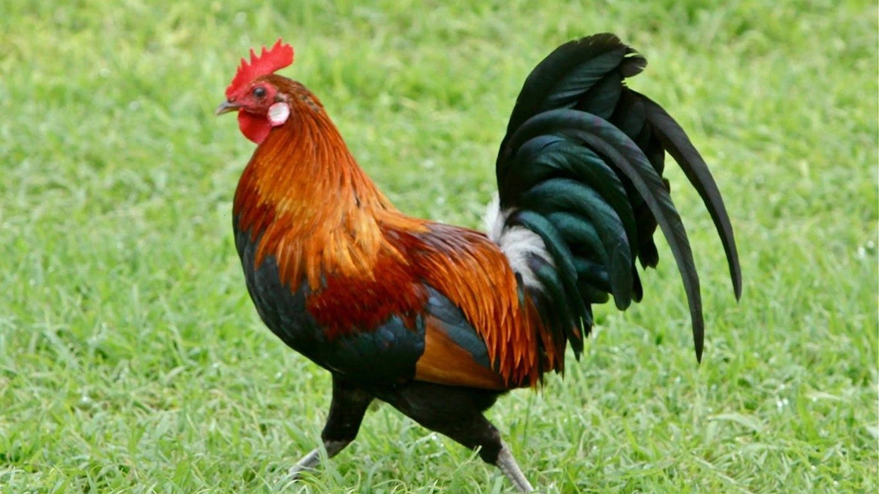 rooster, fiery orange, black feathers, HD Desktop Wallpaper