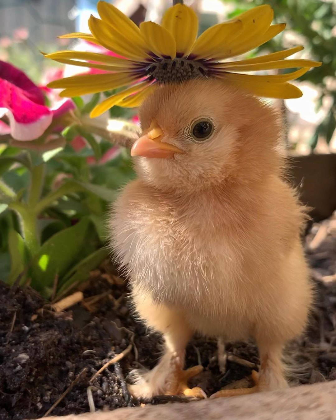 yellow chick, soil, bright yellow flower, HD Phone Wallpaper
