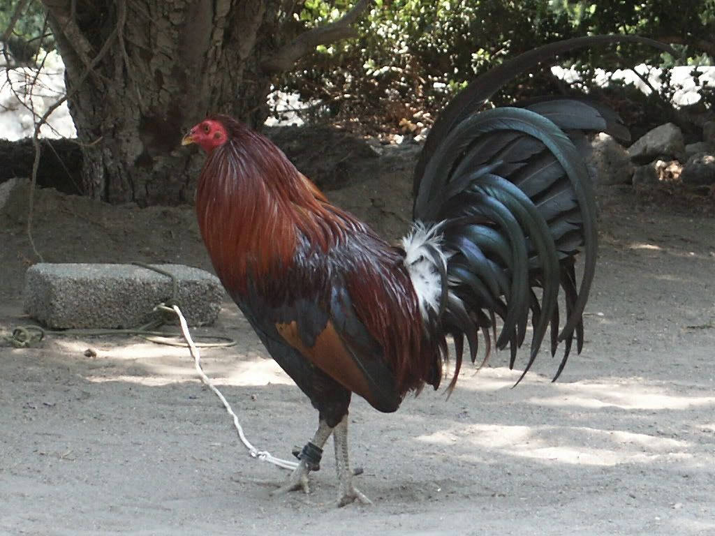 rooster, iridescent blue tail feathers, red comb, SD Desktop Wallpaper