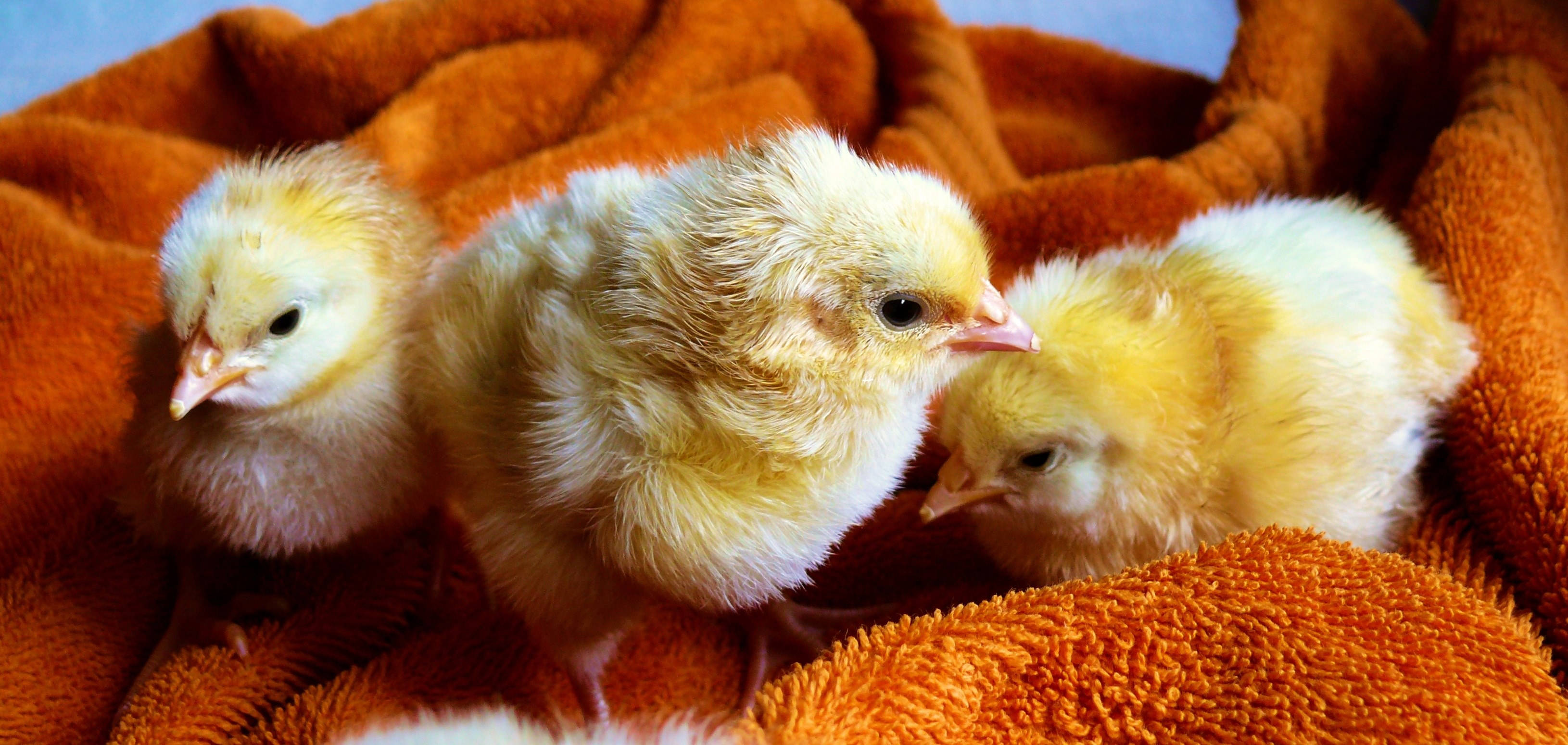 Blanket Chick, fluffy yellow chicks, soft orange towel, 2K Desktop Wallpaper