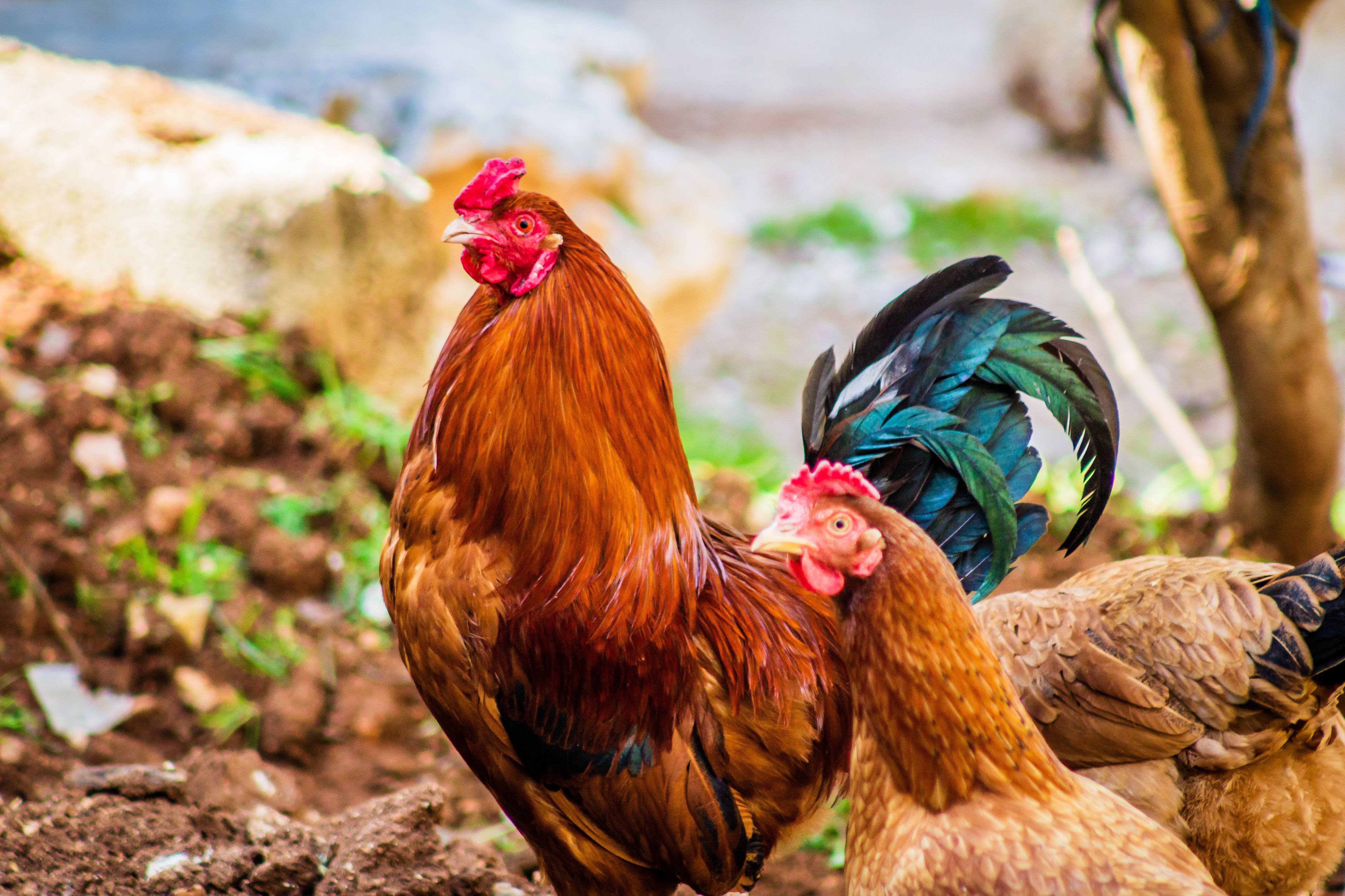rooster, hen, backyard, 5K Desktop Wallpaper