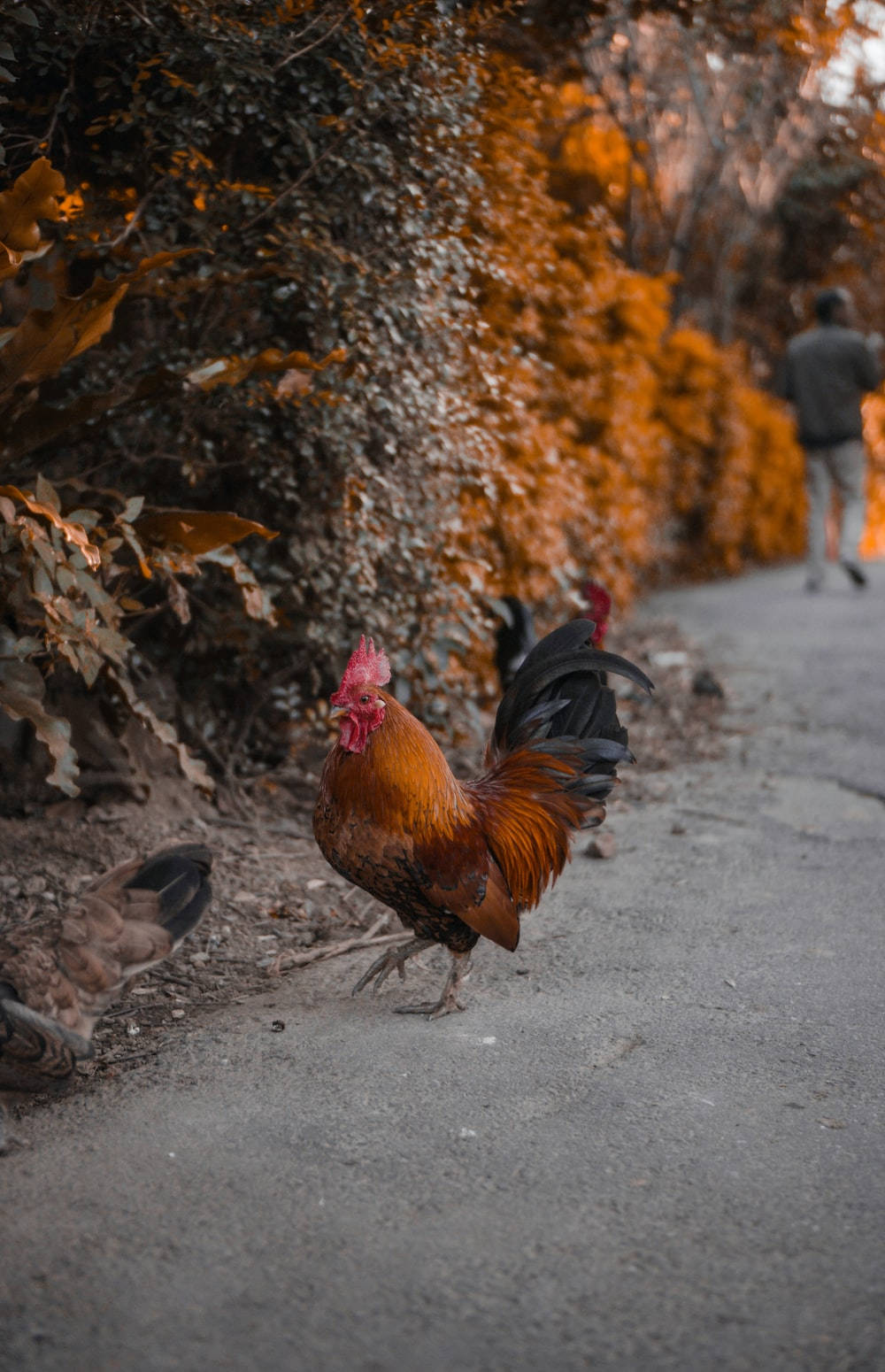 rooster, orange and black feathers, gravel path, HD Phone Wallpaper