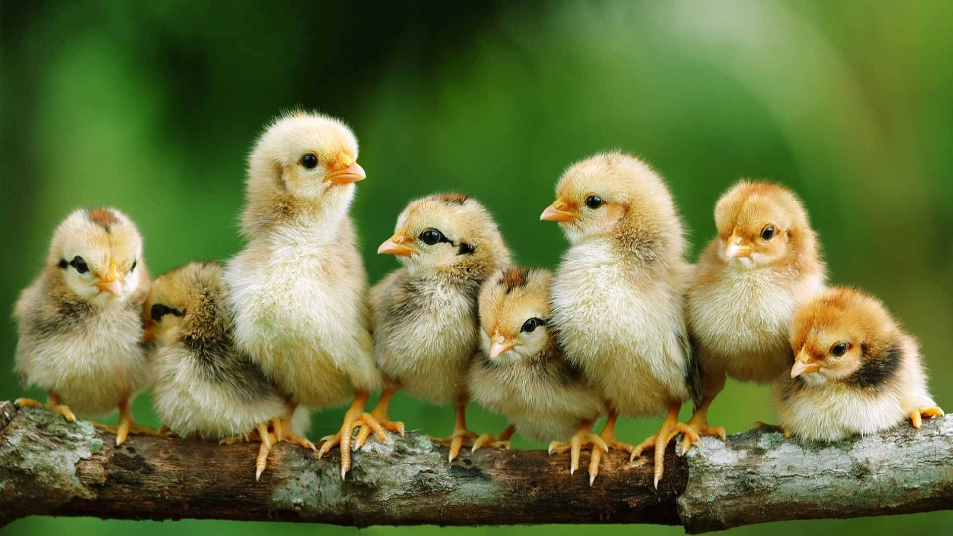chicks, mossy tree branch, fluffy yellow, Full HD Desktop Wallpaper