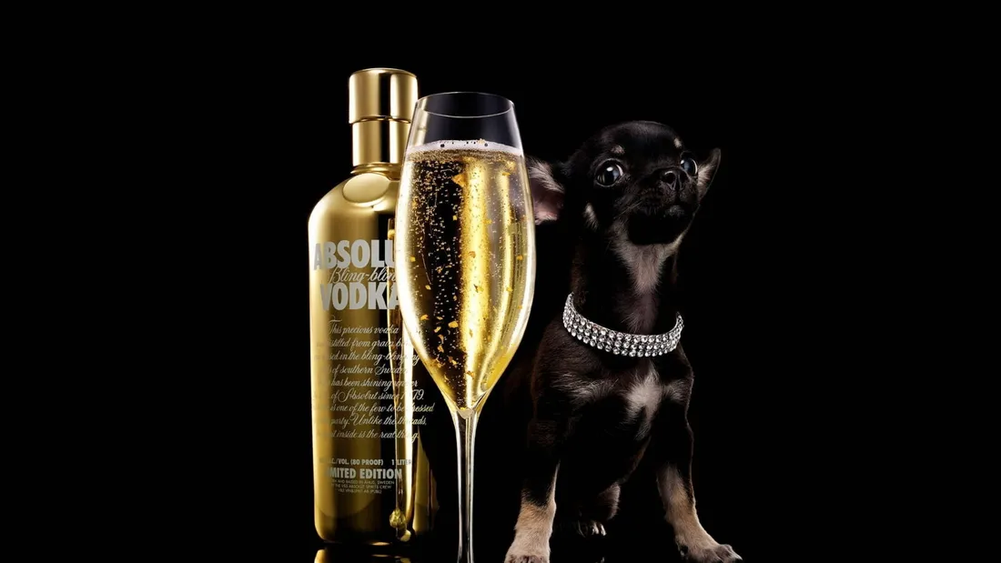 Chihuahua Dog