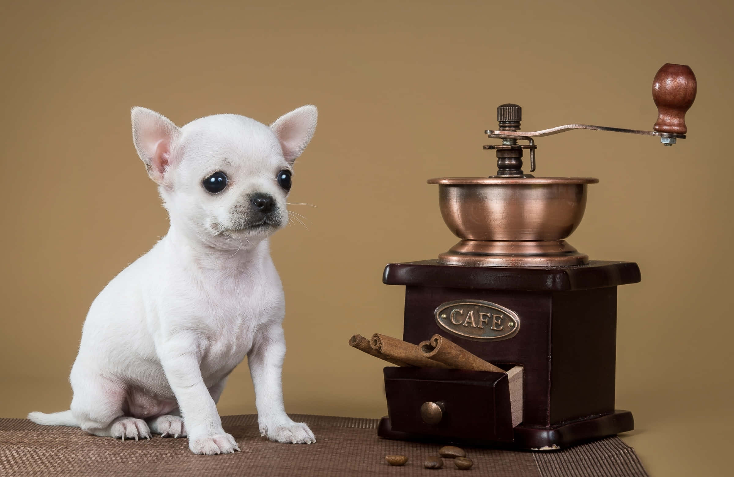 teacup white chihuahua dog, vintage copper coffee grinder, cinnamon sticks, Full HD Desktop Wallpaper