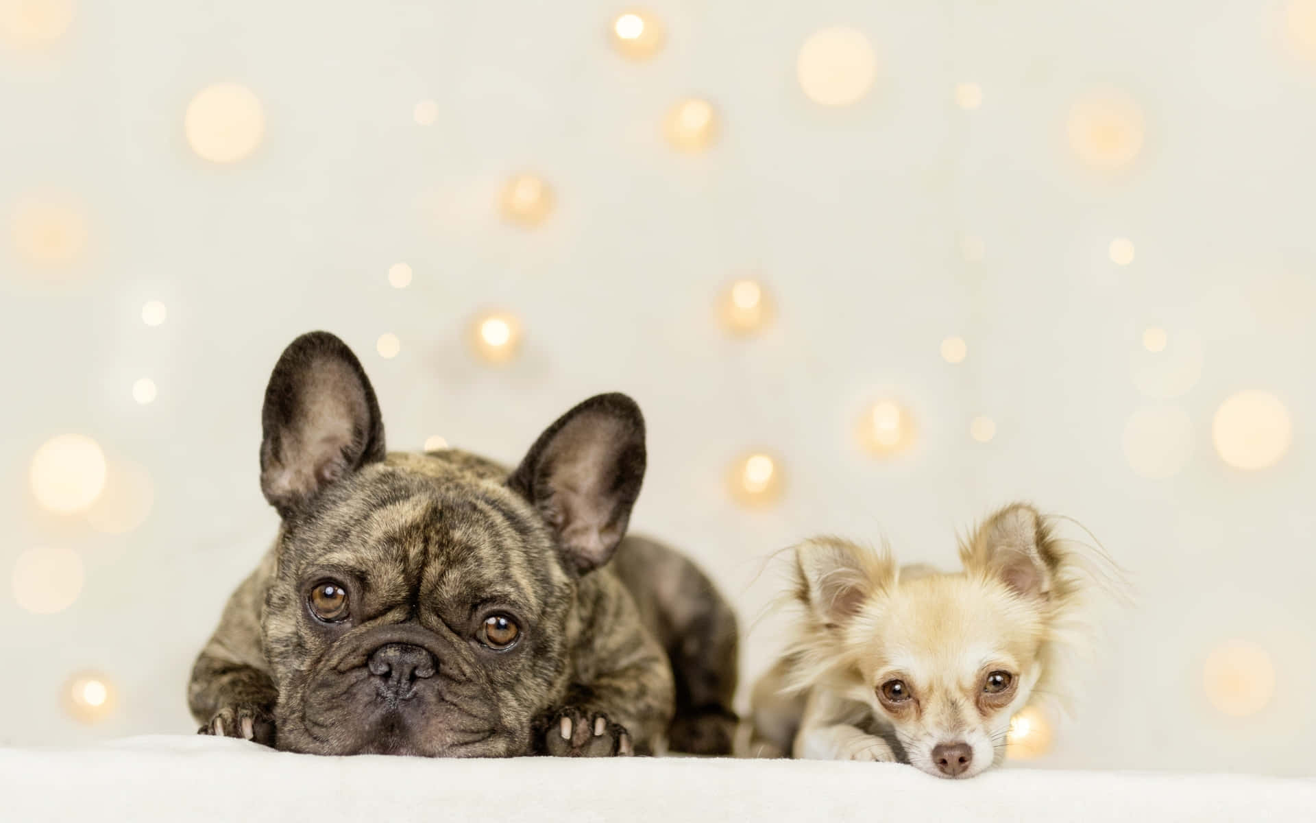 Cream Chihuahua Dog, French Bulldog, brindle French bulldog, Full HD Desktop Wallpaper