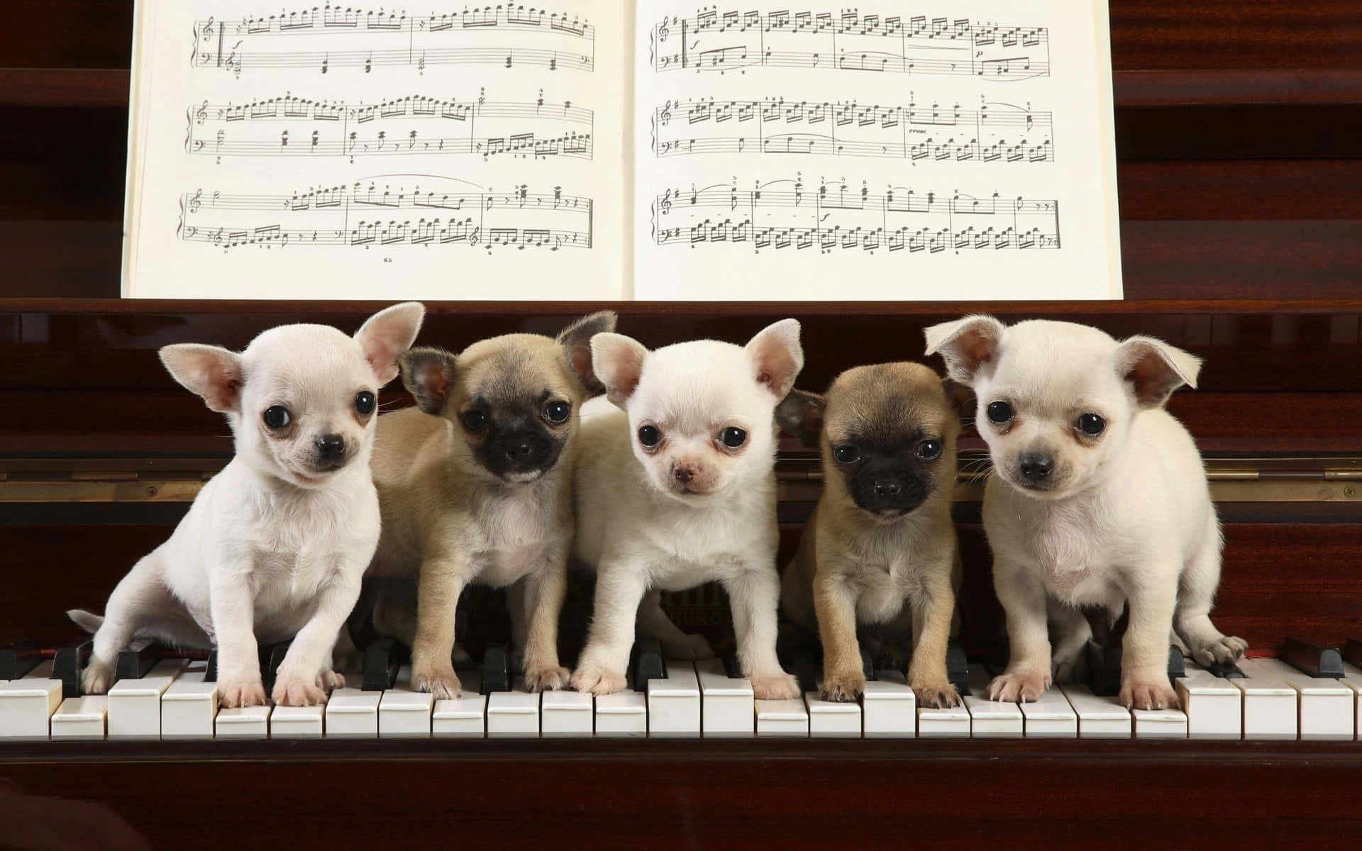 baby chihuahua dogs, piano, piano keys, Full HD Desktop Wallpaper
