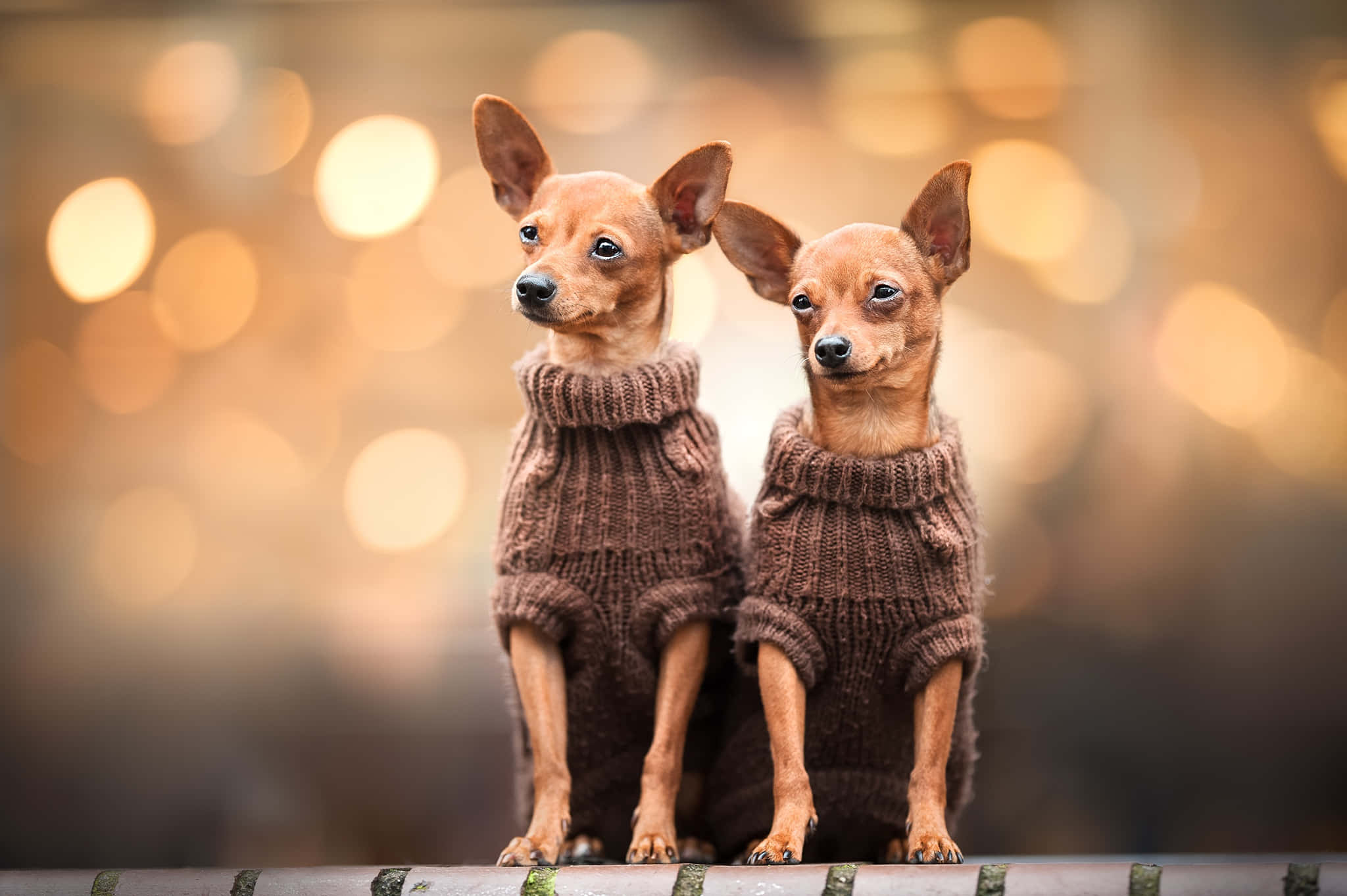 brown chihuahua dog, sweater, bench, Full HD Desktop Wallpaper