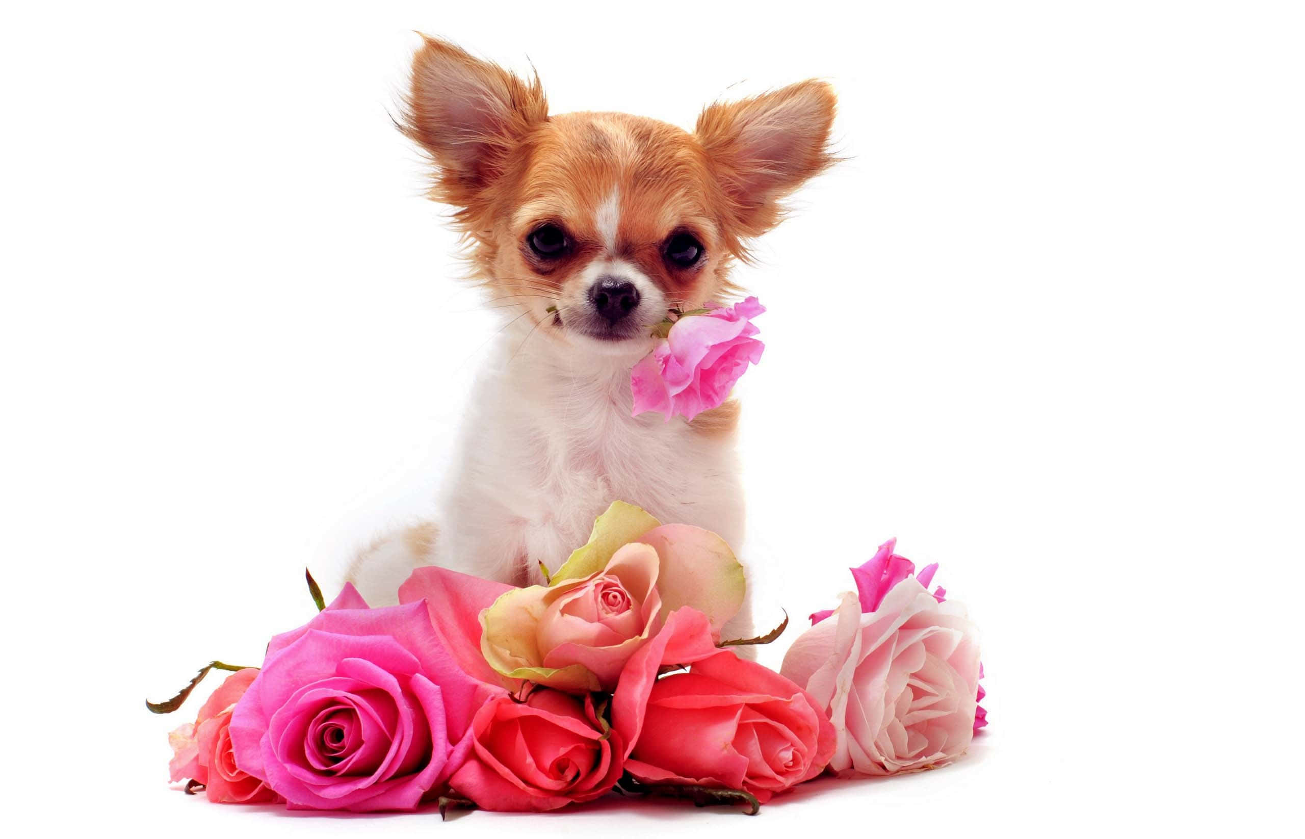 Chihuahua Dog, roses, pink, 2K Desktop Wallpaper