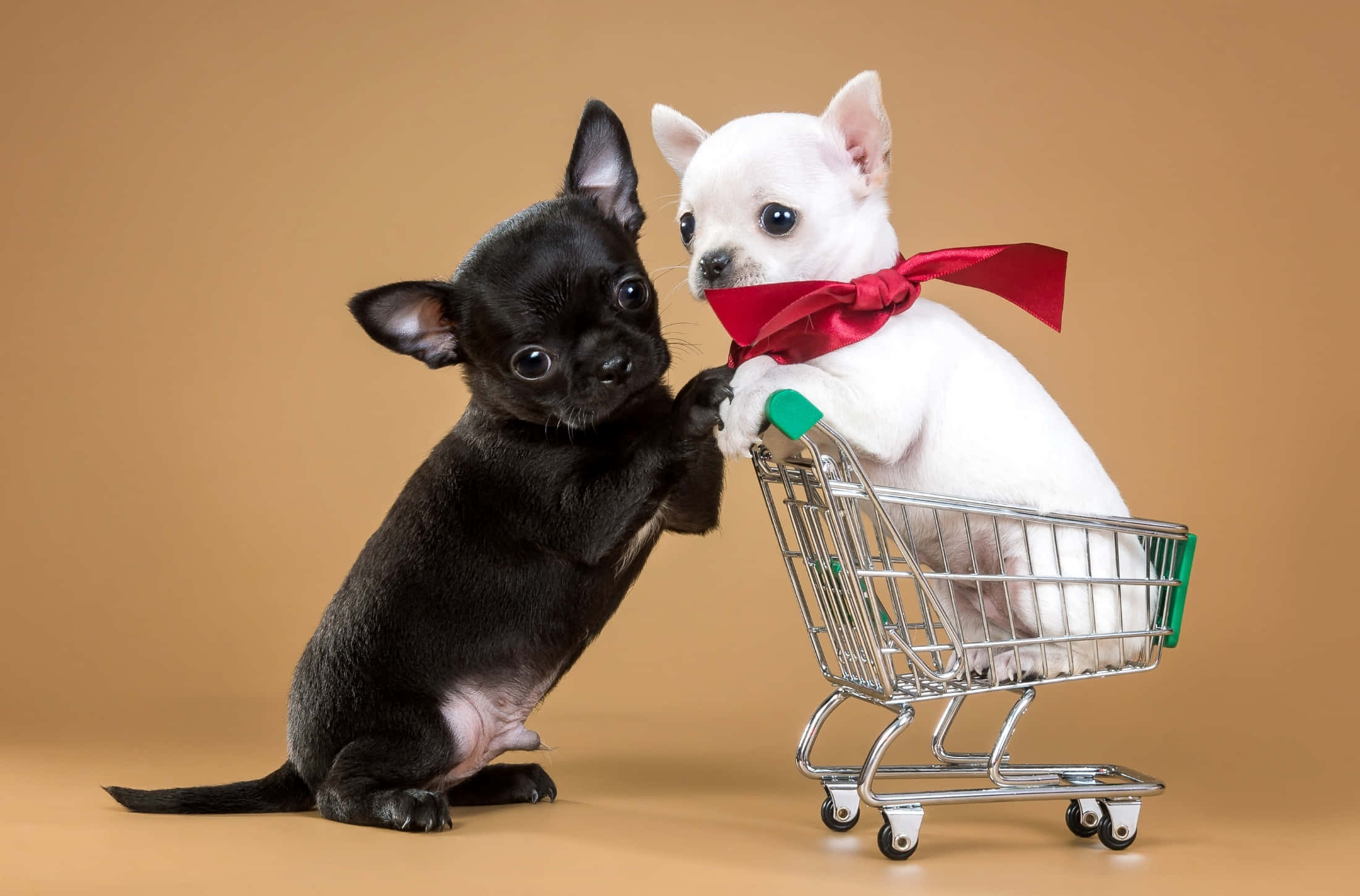 black chihuahua, white chihuahua, red bow, Full HD Desktop Wallpaper