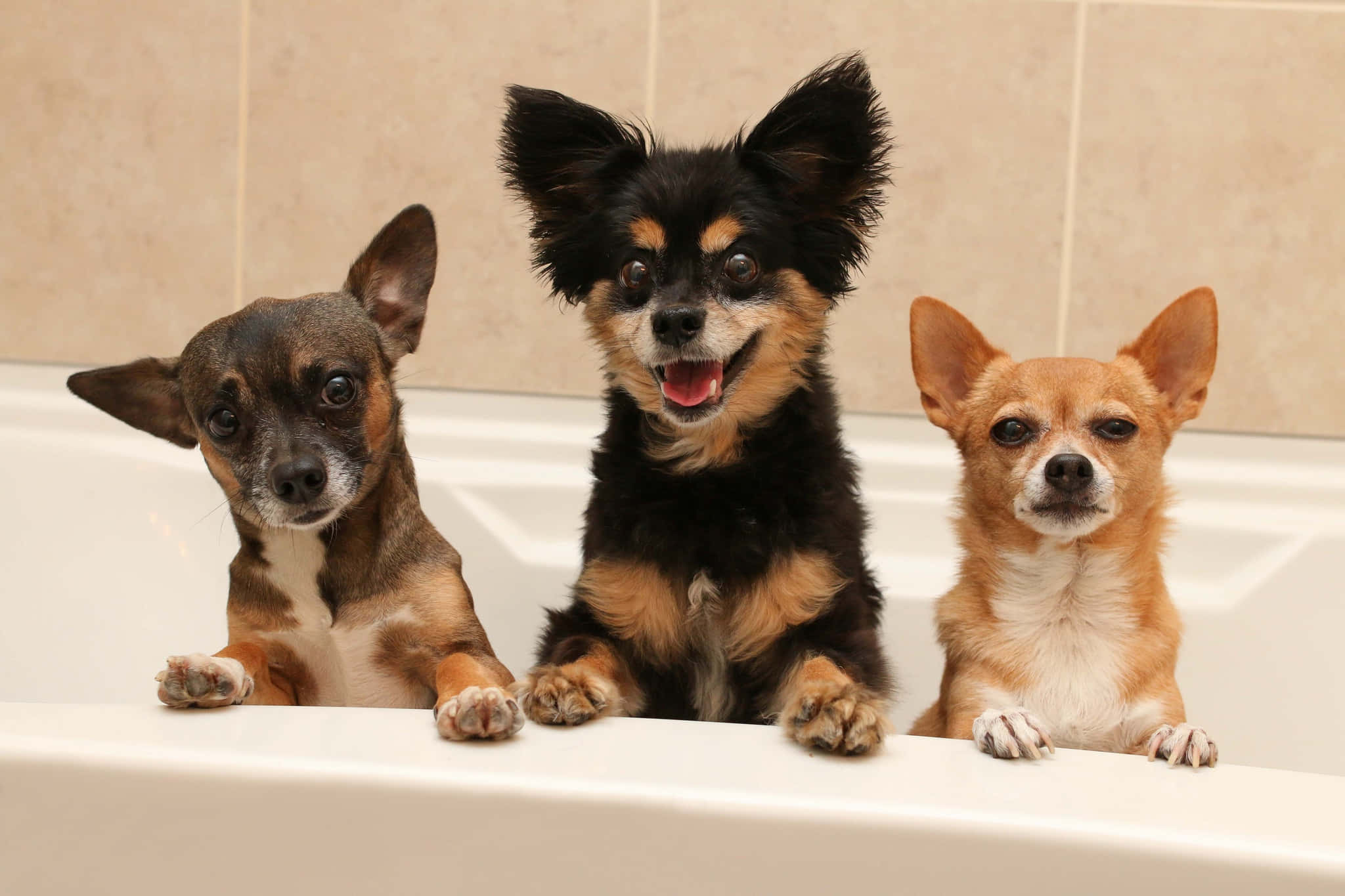 Chihuahua Dog, three chihuahua dog, white bathtub, Full HD Desktop Wallpaper