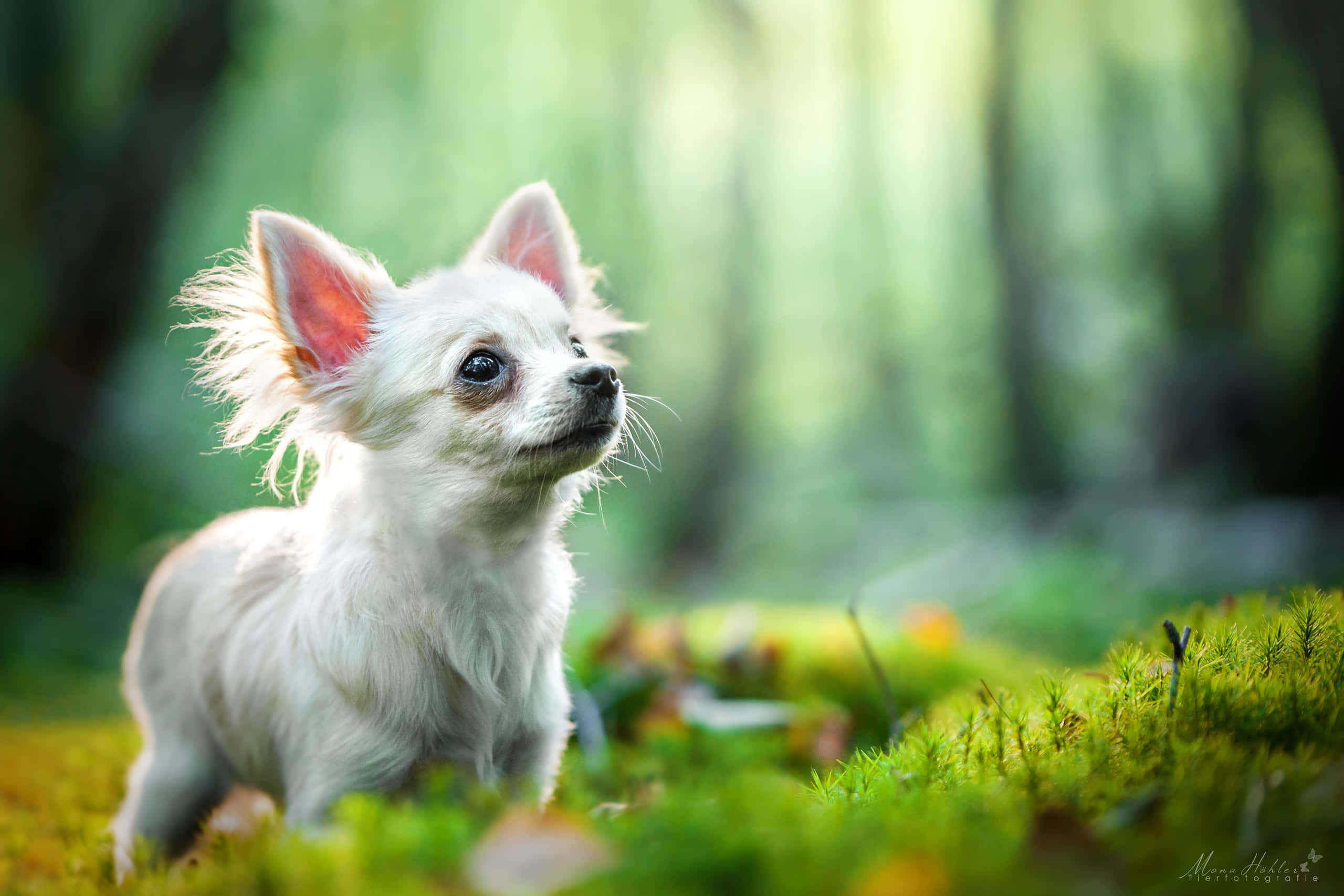 white chihuahua dog, forest clearing, sunlit forest, 2K Desktop Wallpaper