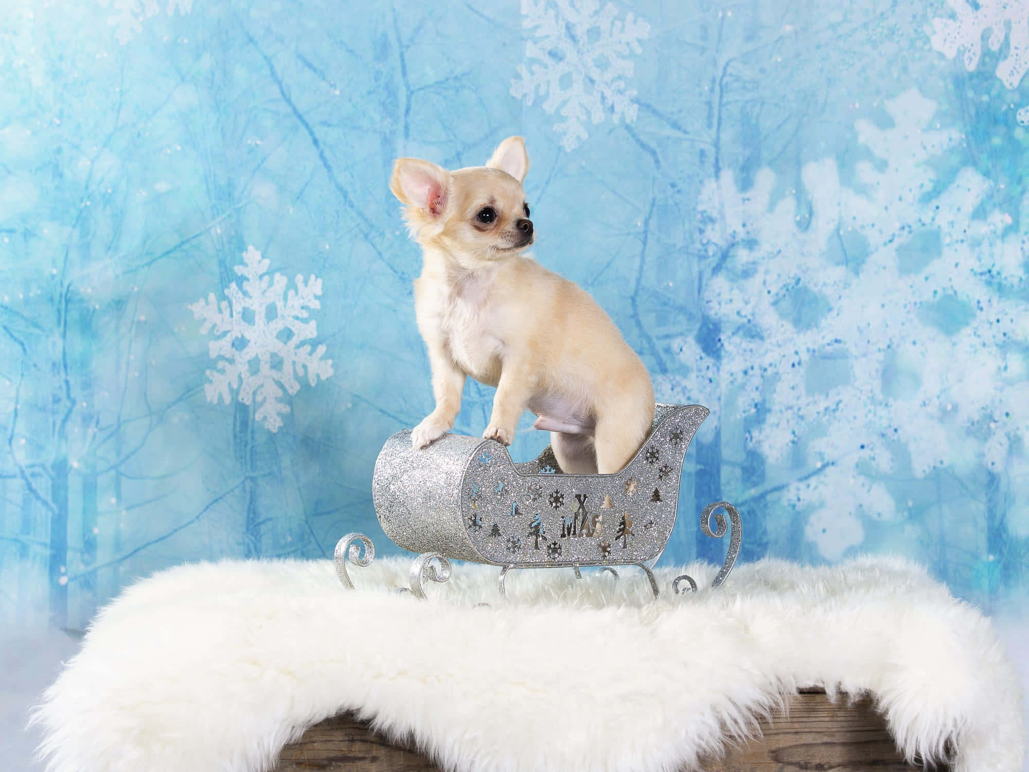 Cream Chihuahua Dog, Silver sleigh, Fluffy white fur, Full HD Desktop Wallpaper