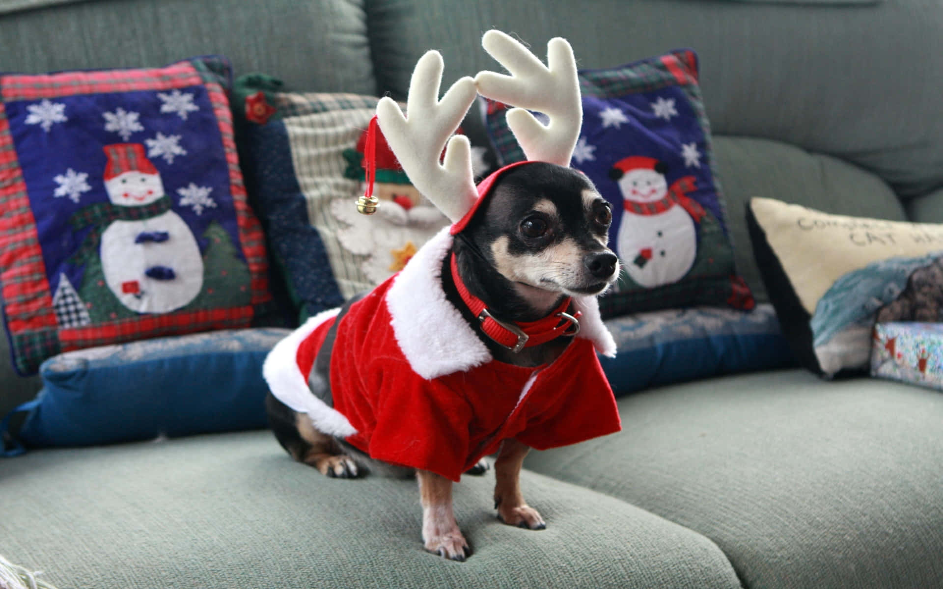 black chihuahua dog, reindeer costume, red Santa suit, Full HD Desktop Wallpaper