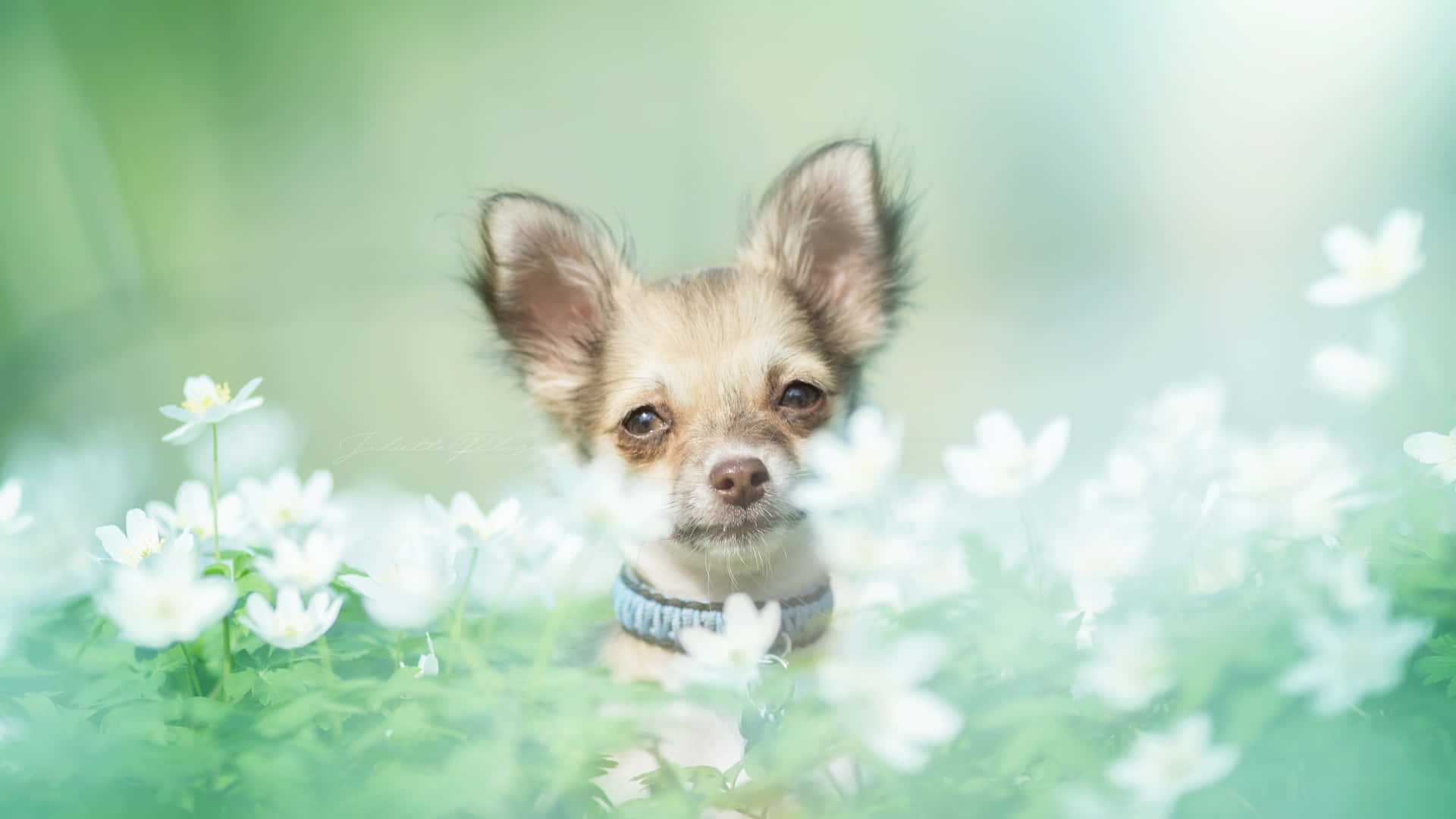 chihuahua dog, white flowers, soft green meadow, Full HD Desktop Wallpaper
